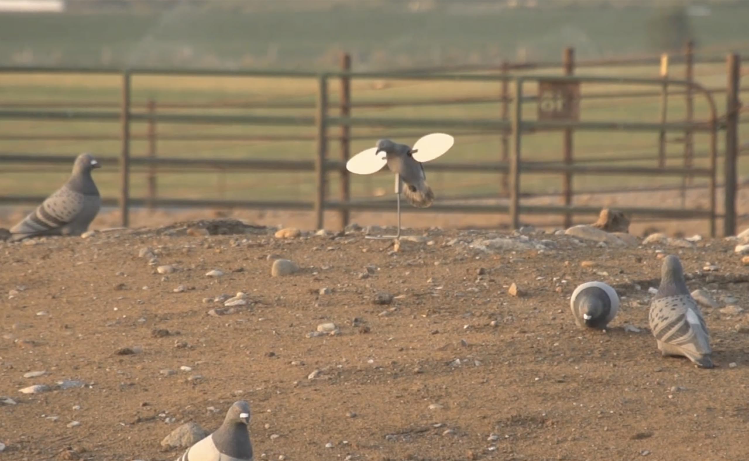 Mojo Outdoors Dove Decoys for Dove Hunting