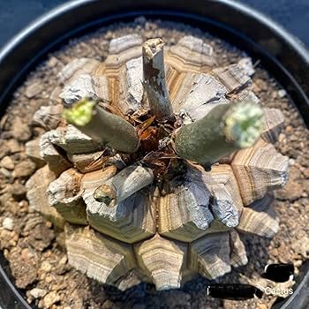 Amazon.co.jp: NO.1アフリカ亀甲竜 ディオスコレアエレファンティペス