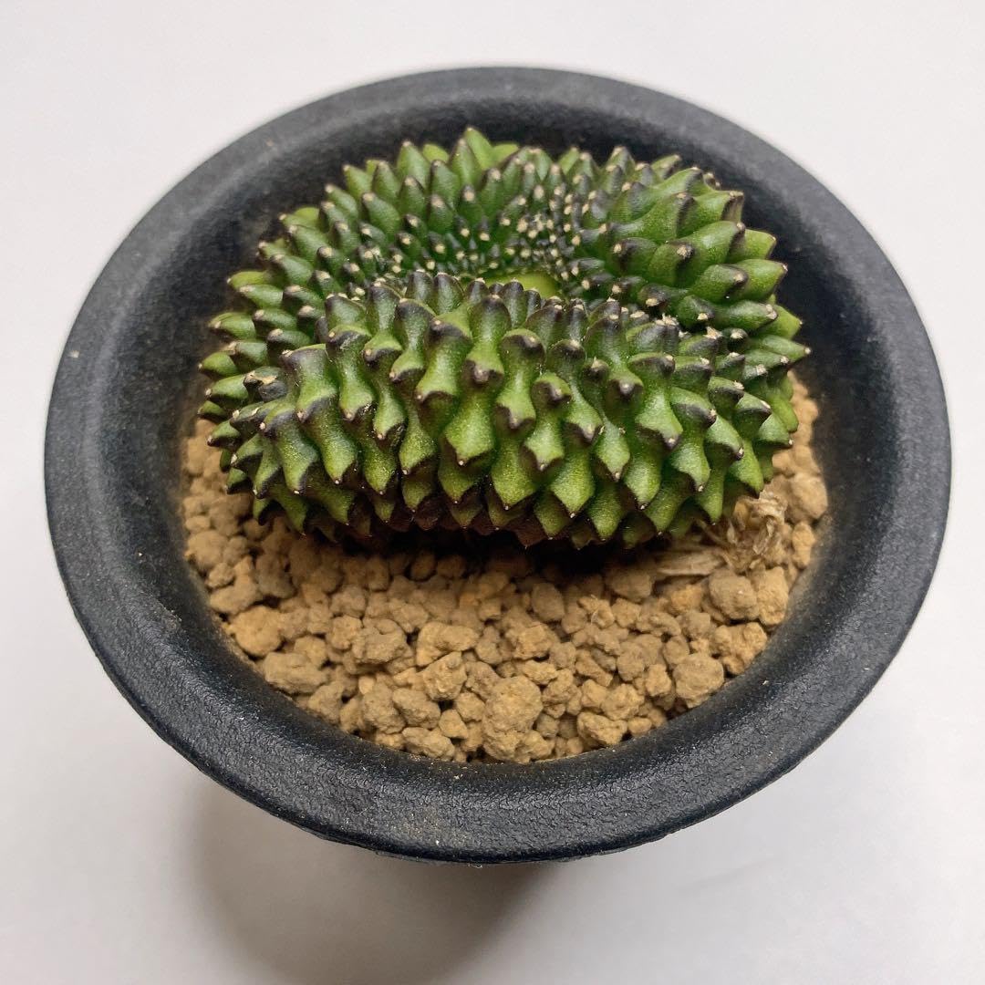 Amazon.co.jp: レア多肉植物 サボテン ギムノカリキウムトゲ無し牡丹玉