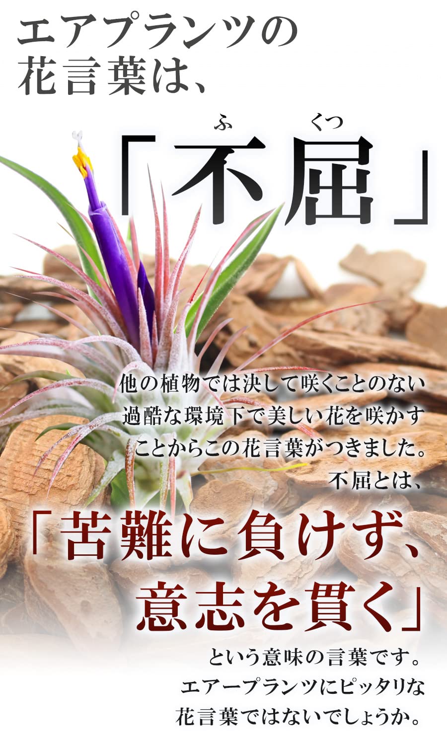Amazon｜エアプランツ ホルダー スタンド 観葉植物 本物 チランジア