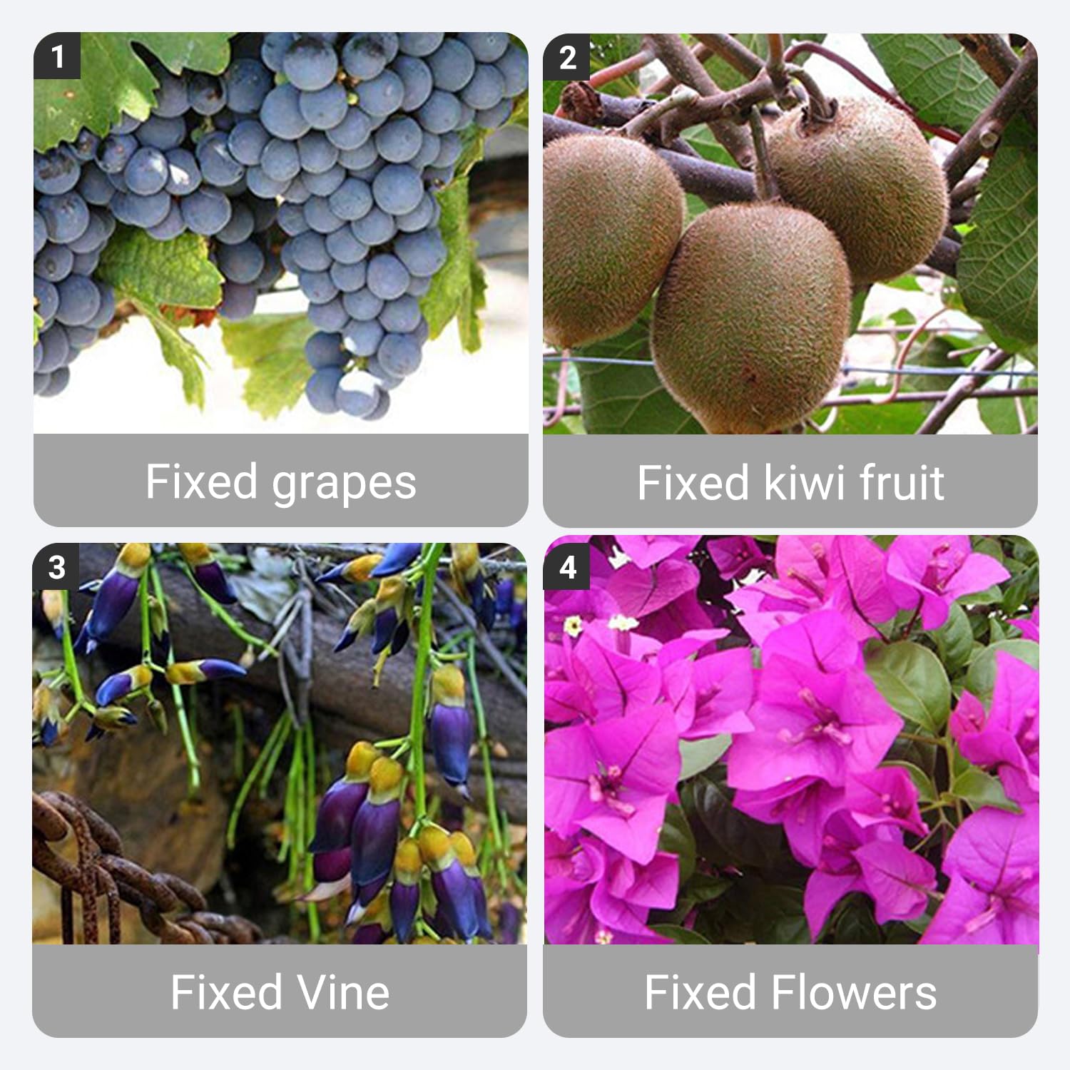 Clips de plástico reutilizables para plantas trepadoras 2025, clips de soporte de jardín suaves y seguros para tomates, vides, pepinos, uvas, verduras, clips de enrejado para interiores y exteriores