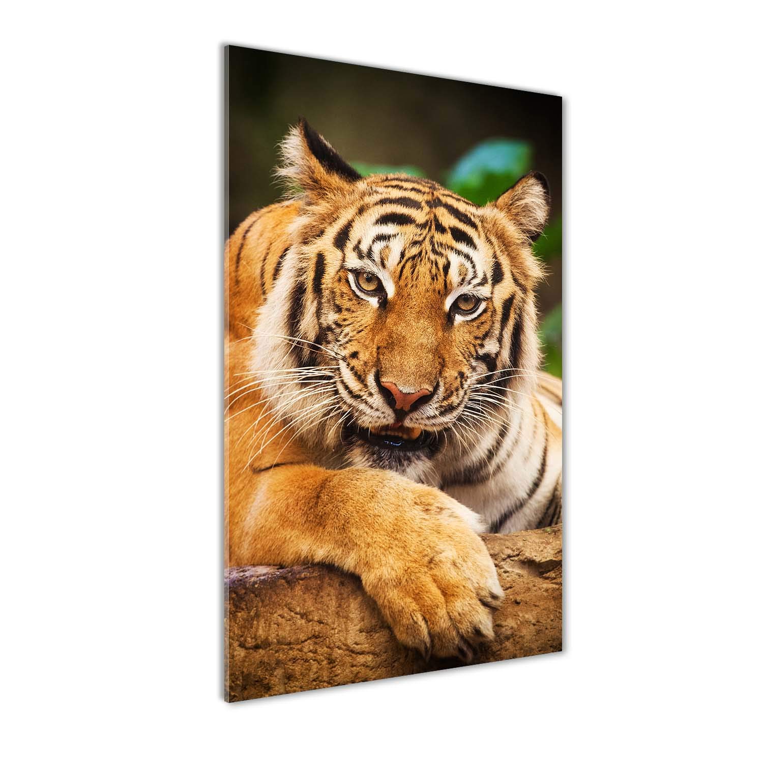 Déco mural derrière le plastique : image sur verre acrylique tigre du Bengale orange 50x100