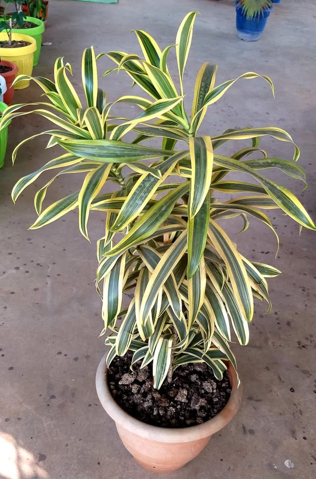 The Royal Gardening Song of India Live Plant/Dracaena reflexa Indoor Plant Air Purifying Plant (1 Healthy Live Plant)-image-26