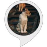 How to train your Cat