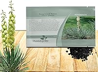 Vista 1 de Outsidepride Semillas de yuca Glauca para plantar, 50 semillas de flores tolerantes a la sequía con follaje de hoja perenne y flores aptas