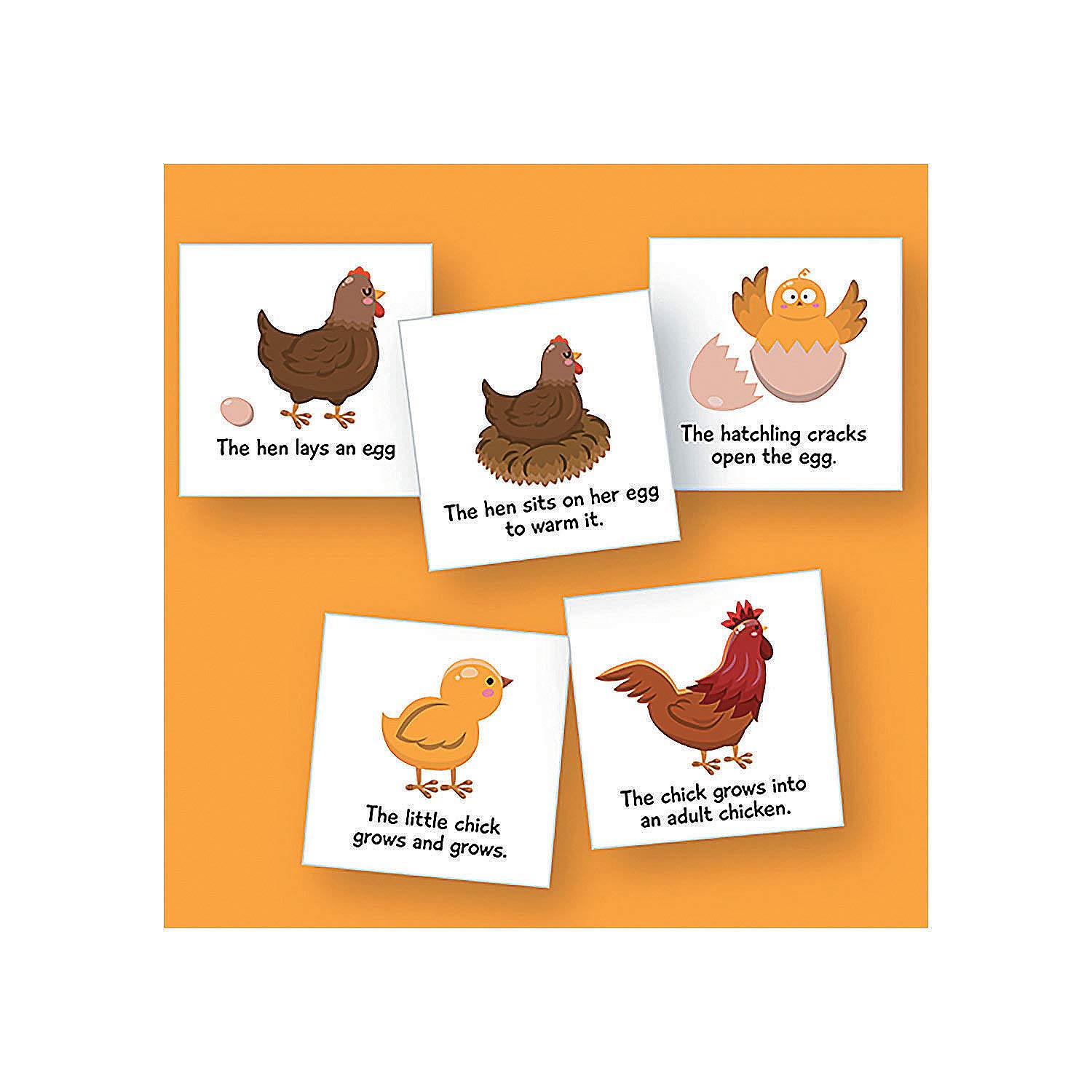 Amazon.com: Fun Express Magnetic Life Cycles - Chicken - 5 Pieces -  Educational and Learning Activities for Kids : Toys & Games