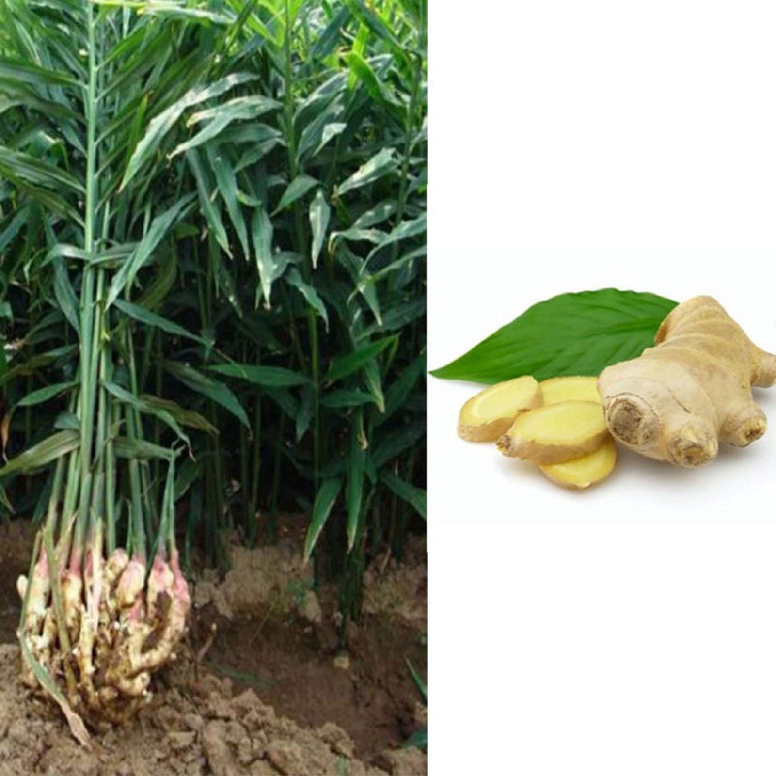 Ginger Turmeric Seeds Perennial Vegetables Potted Bonsai Plant Garden Decor - Flower Seeds Vegetable Seeds Fruit Seeds Garden Plant Seeds
