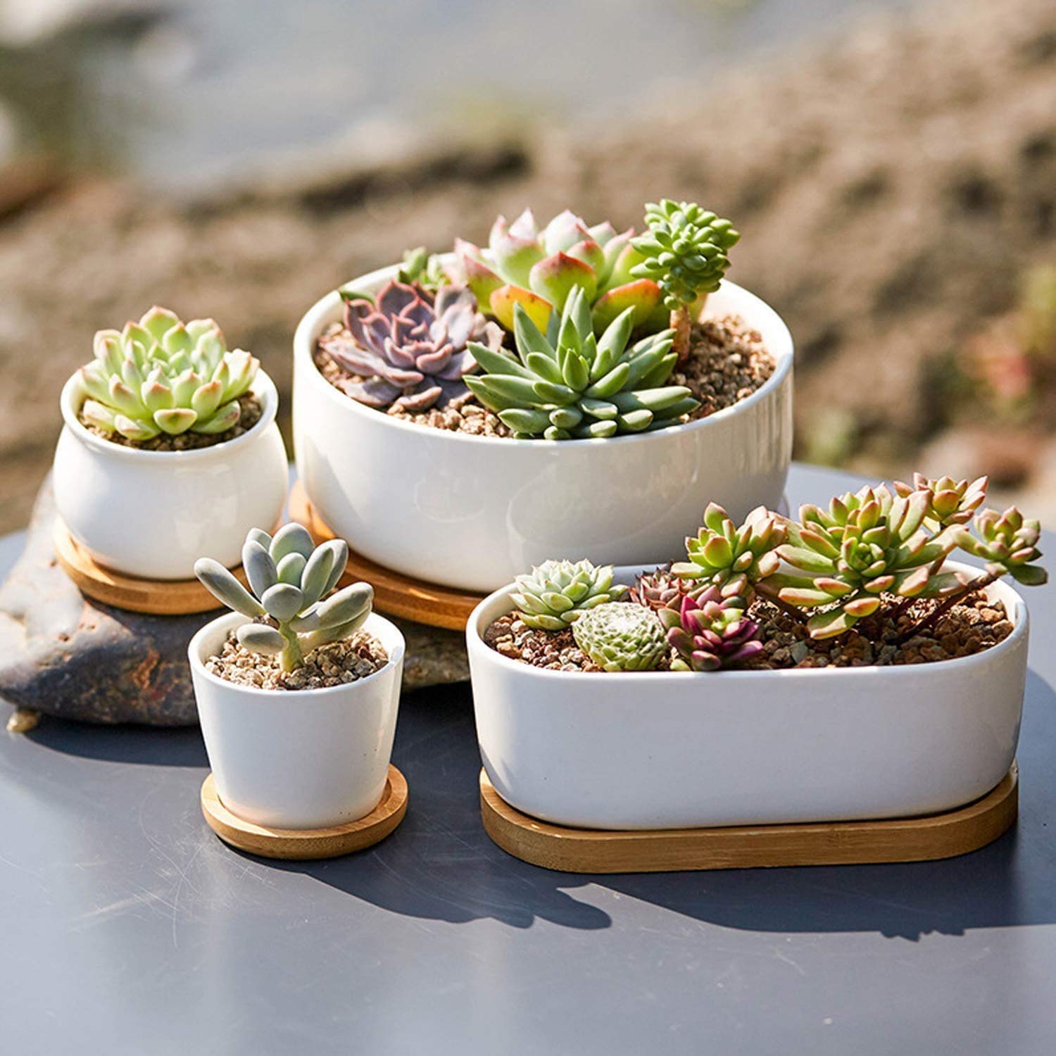 Confezione Da 6 Sottovasi In Bambù Per Piante Grasse – Diametri Da 6,3 A 15,5 Cm, Ecologici E Naturali - 2