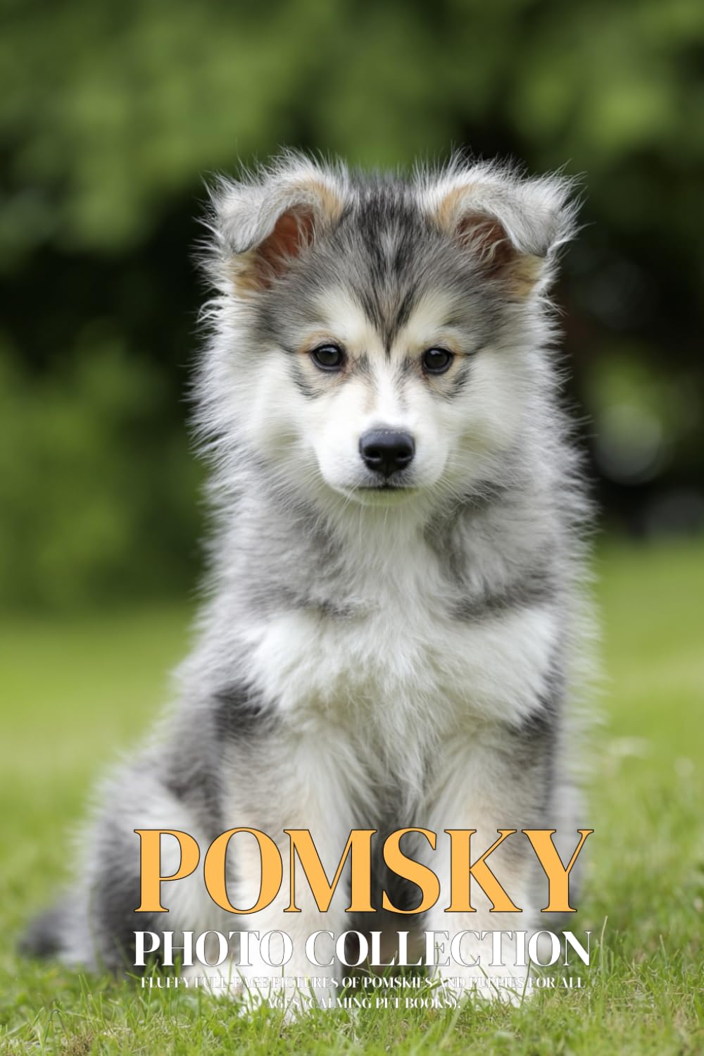 Pomsky Photo Collection: Fluffy Full-Page Pictures of Pomskies and Puppies for All Ages (Calming Pet Books).