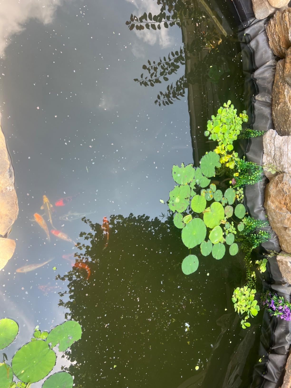 TetraPond Pond Flakes, Complete Nutrition for Smaller Pond Fish, Fish Food for Goldfish and Koi Fish, 6.35 Ounces photo review