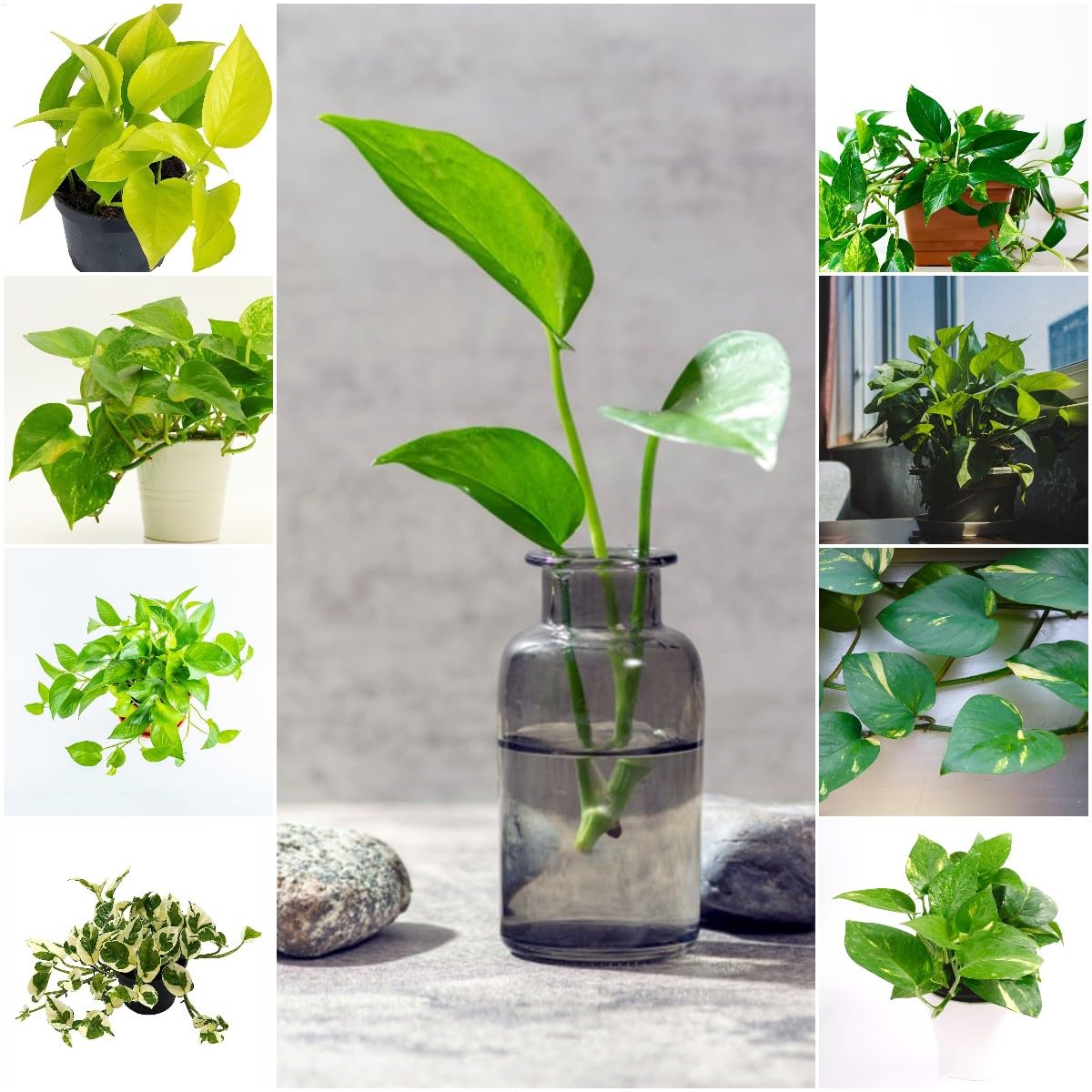 200 pcs efeutute zimmerpflanze hngend samen - winterharte kbelpflanzen  Epipremnum aureum,Efeutute am Moosstab, saat gartenpflanzen winterhart  mehrjhrig ausgefallene geschenke grnpflanzen : Amazon.de: Garten