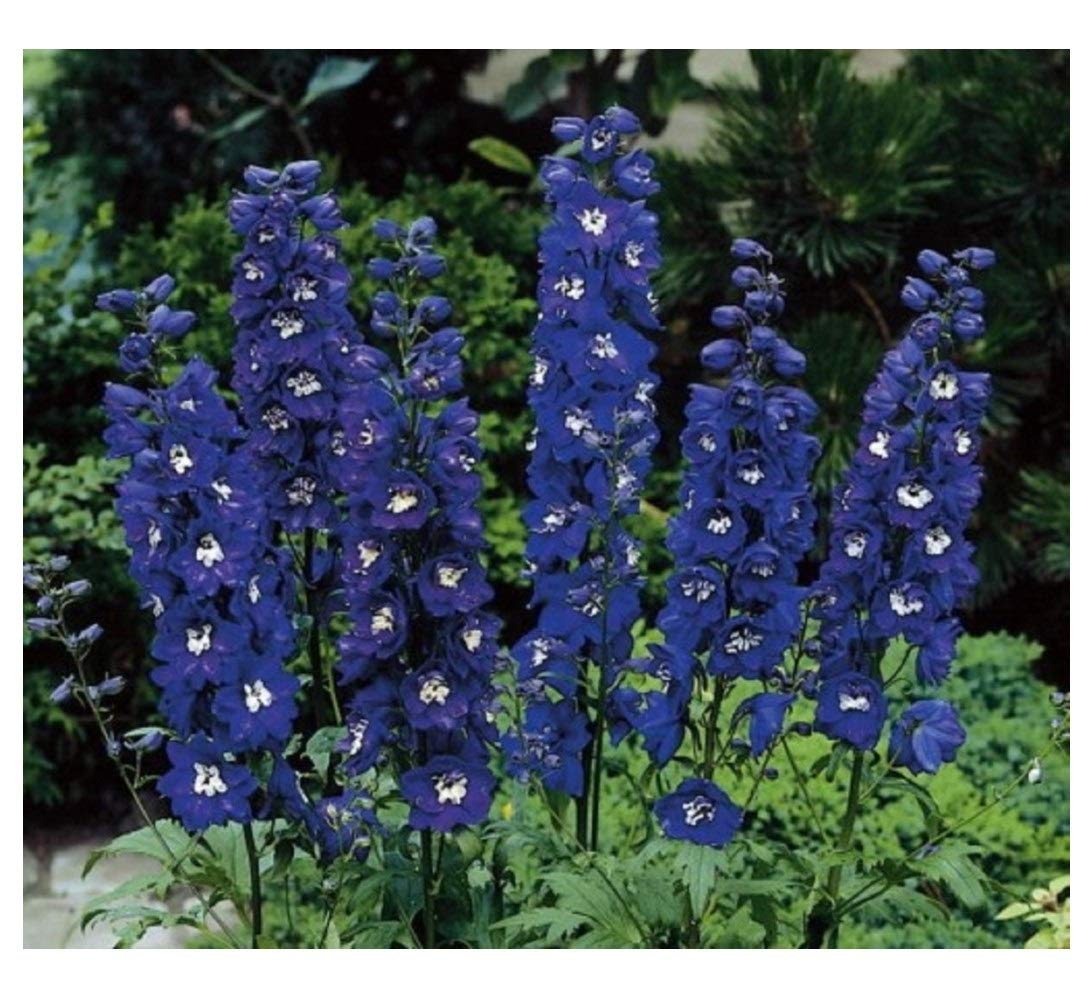 PREMIER SEEDS DIRECT - Delphinium Dwarf - Magic Fountain Series - Dark Blue with White Bee (600 Seeds)