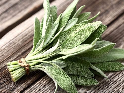 Miniatura 2 de Semillas Jardín Sage (Salvia Officinalis) Hierbas medicinales Perennes Heirloom No GMO para plantar