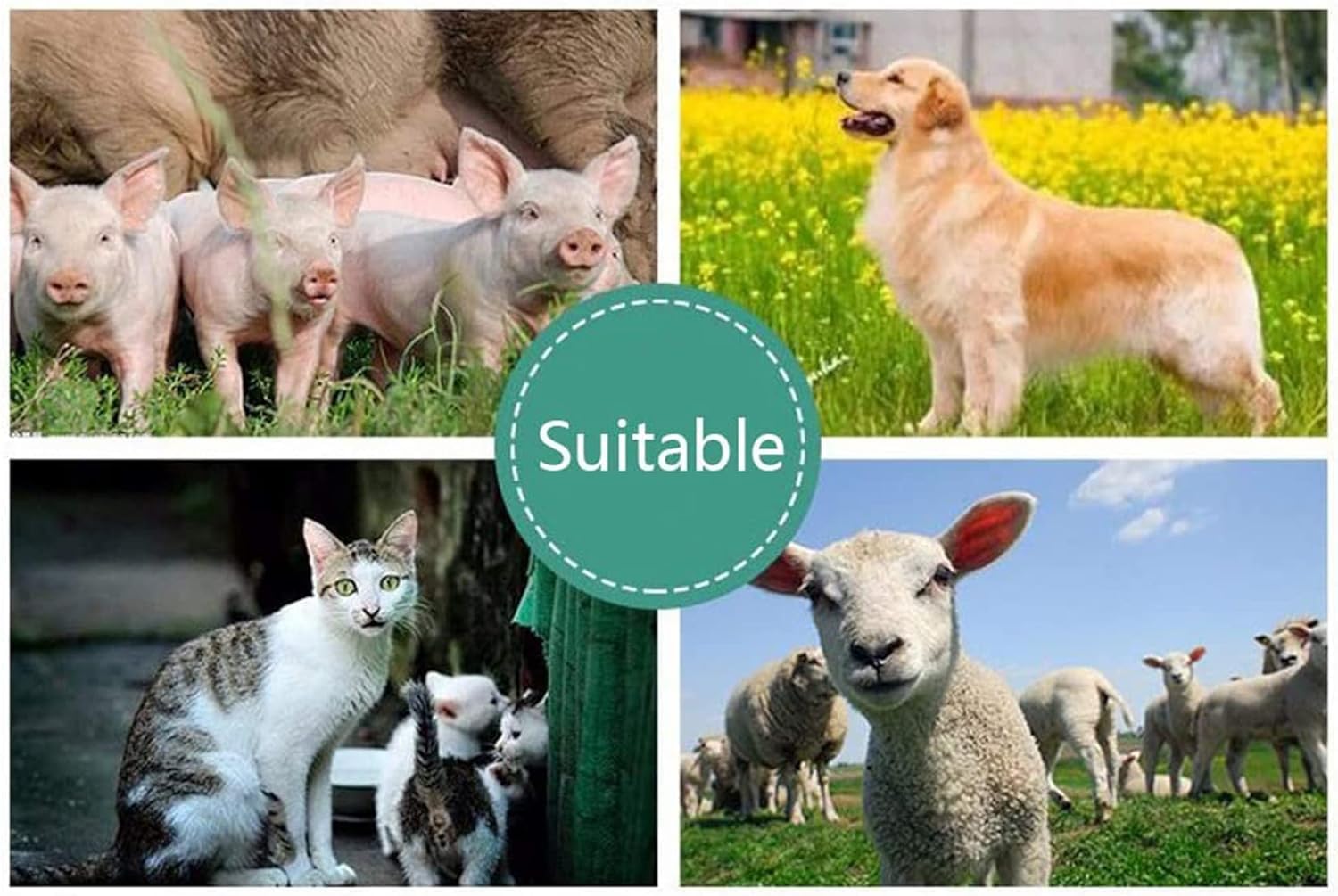 Scanner ad ultrasuoni B portatile for animali, diagnostica veterinaria di gravidanza con sonda convessa da 3,5 Mhz for cani da pastore, gatti e suini, stima del numero di feti, battito cardiaco fetale