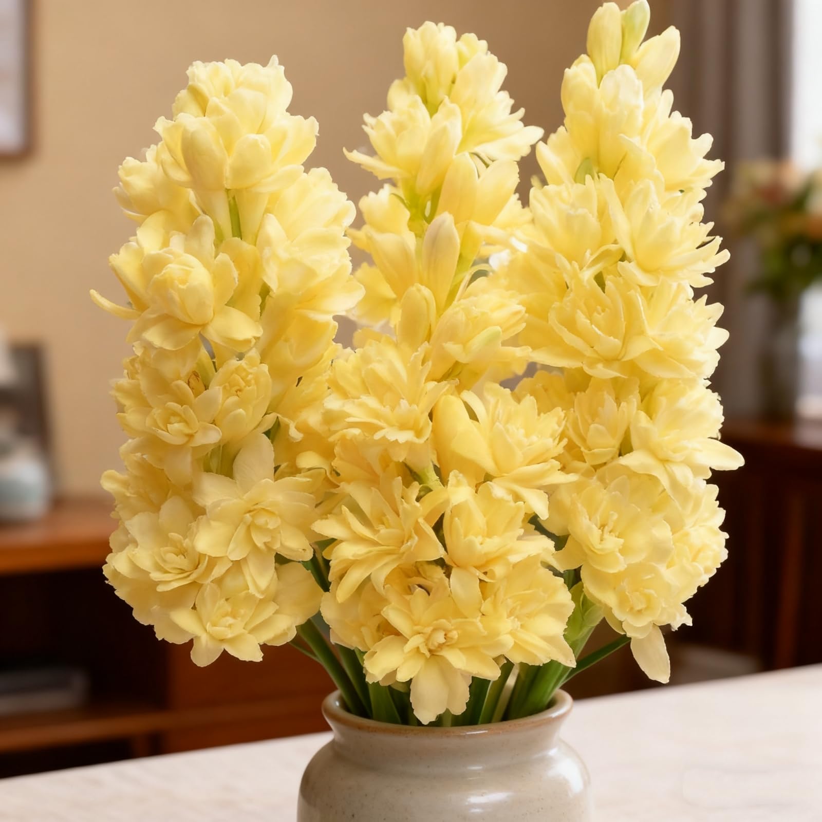 Premium Tuberose Bulbs, Stunning Large Blooms, Simple to Grow – Perfect for Indoor Decor, Gifts & Holiday Displays-6 Bulbs-A