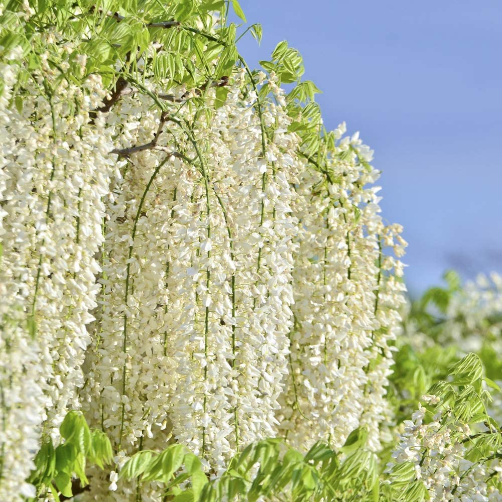 Hardy Wisteria Floribunda 'Alba' Deciduous Flowering Climber, Ideal for Patio Pots & Containers, Cottage & Scented Gardens Supplied as 1x 1.7 Litre Potted Plant by Thompson & Morgan