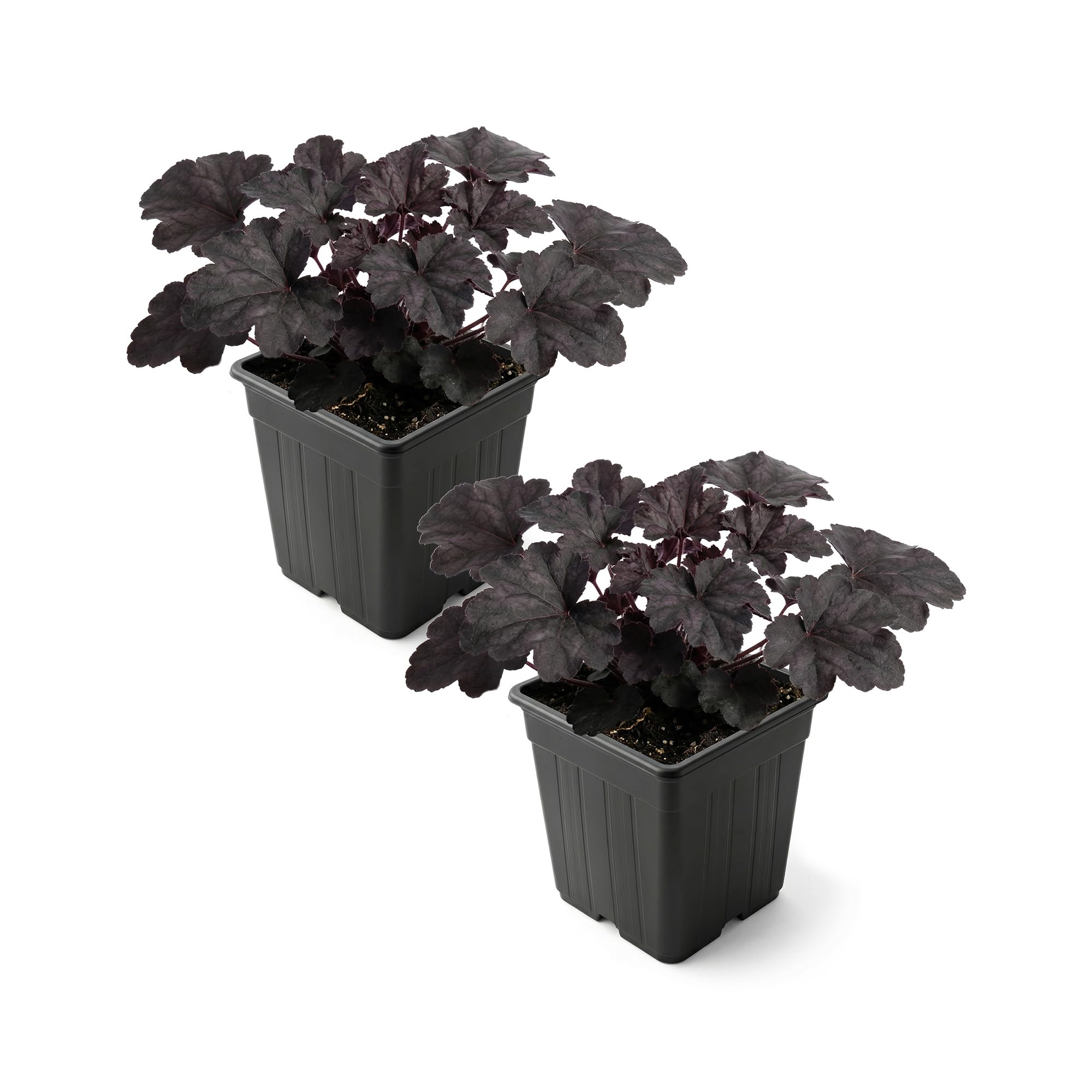 Heuchera Black Olive Plant