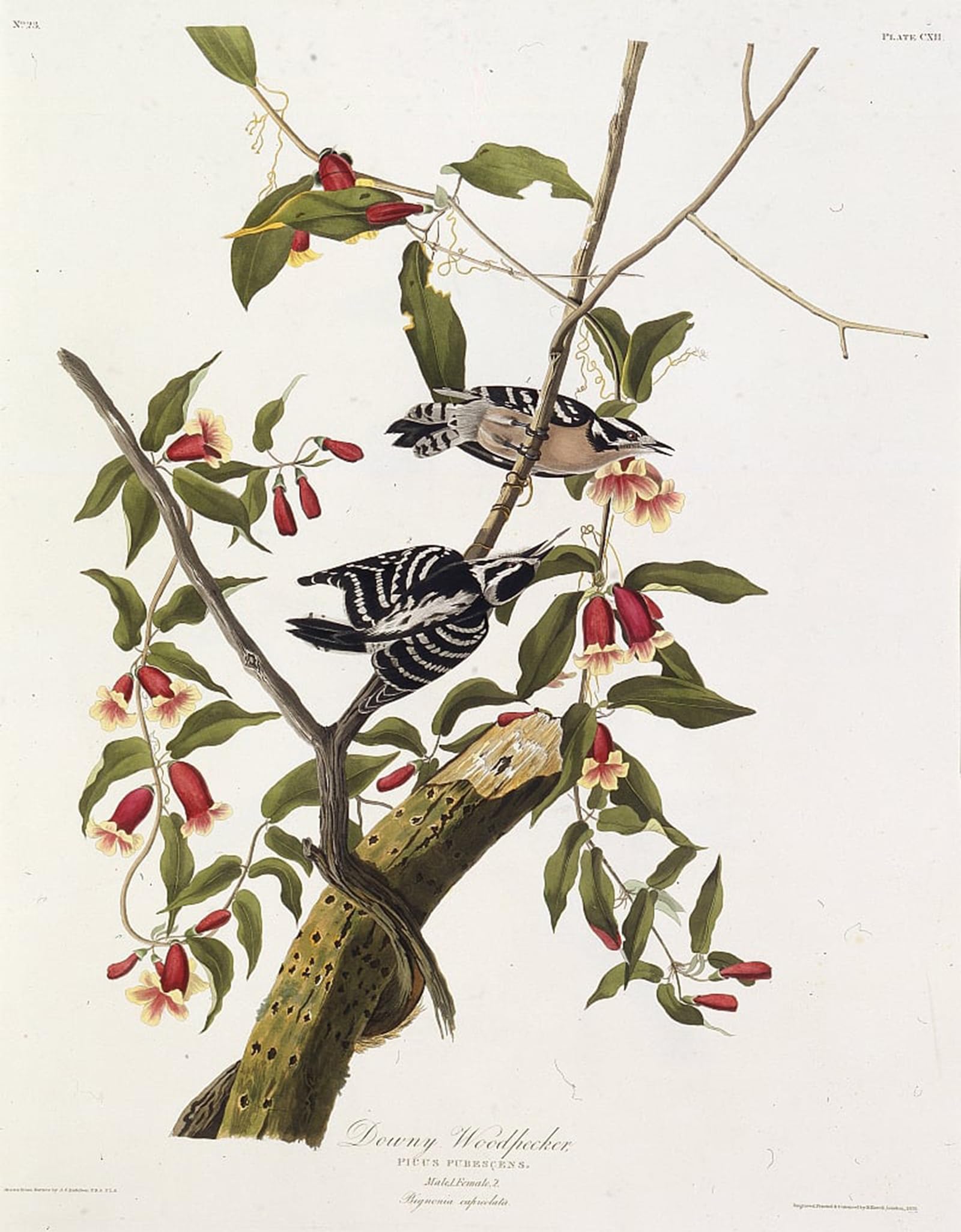 Impression le pic mineur oiseaux d'Amérique Audubon pour mur de bureau vide