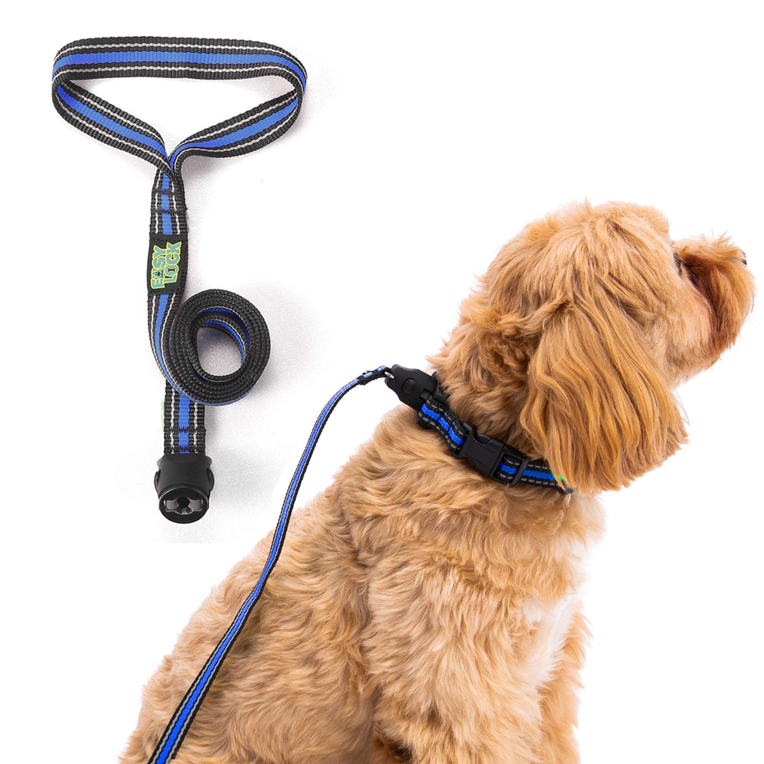 Should I Put A Collar On My Dog