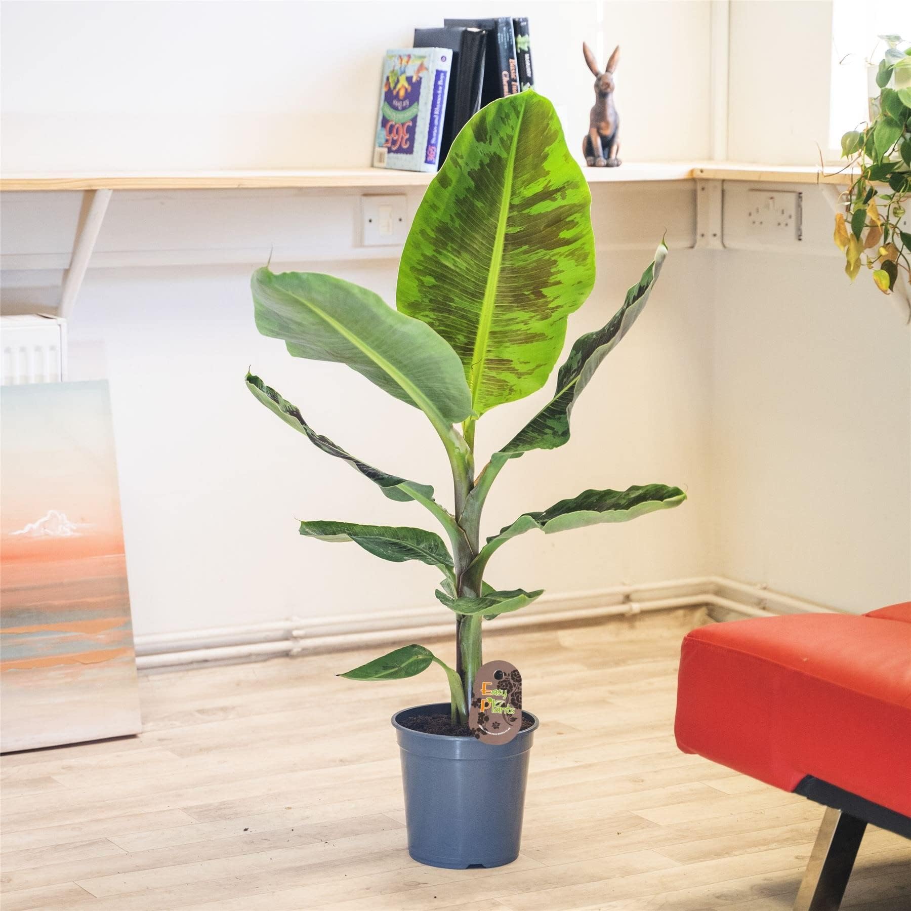 Cloud Farm Live Plant Rare Tissue Culture Banana Plant Dwarf Cavendish Banana All Season (1 Healthy Live Fruit Plant) CF_75