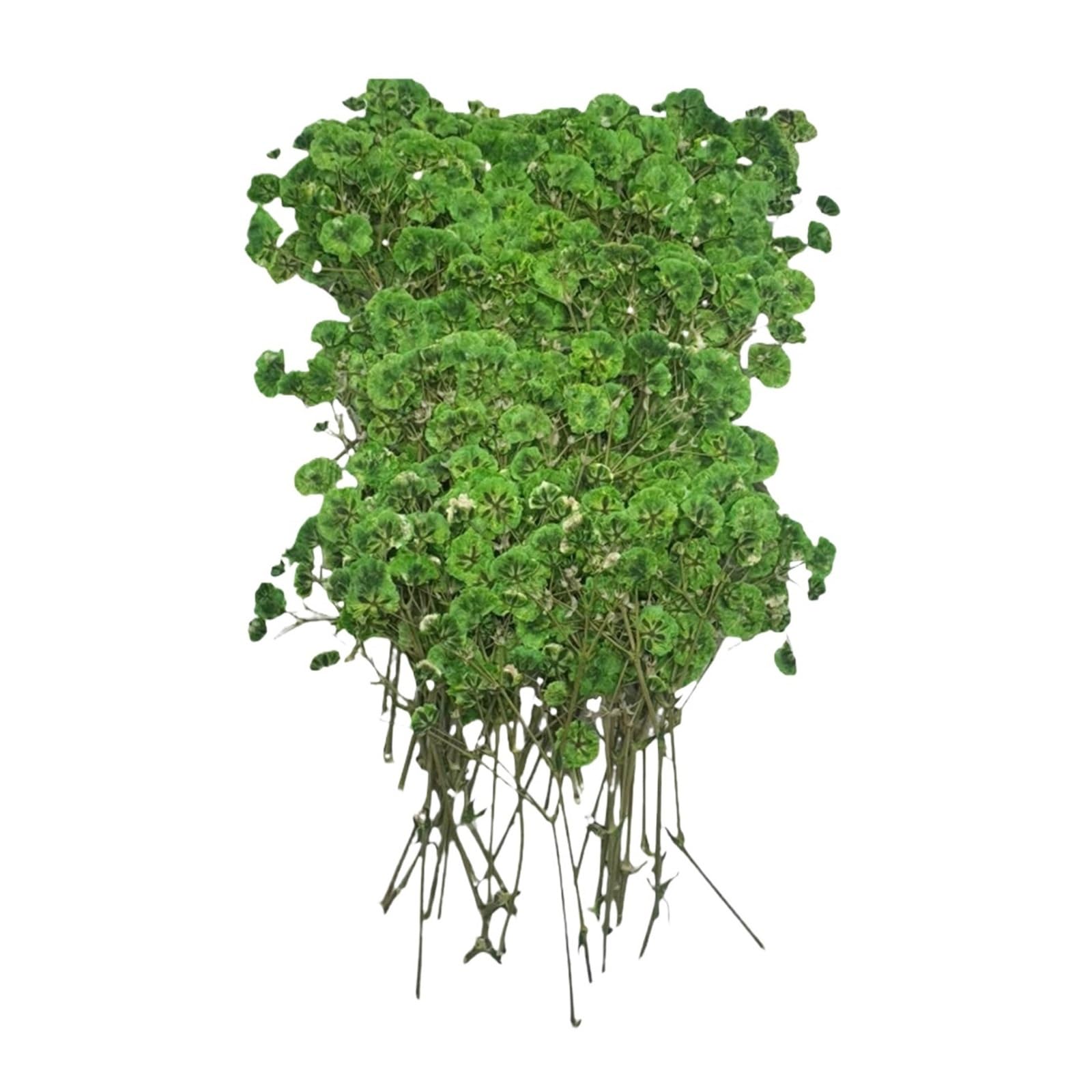 WJIAYAO dried gypsophila flowers 100pcs Bulk Dried Gypsophila Flowers for Pressing Craft Diy Materials for Bookmarks(Green)