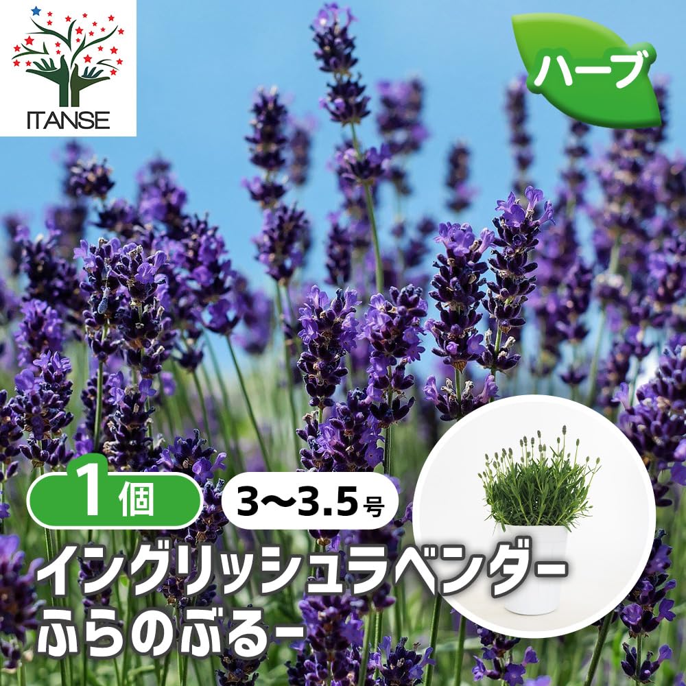 Amazon.co.jp: ITANSE イングリッシュラベンダー ふらのぶるー 3