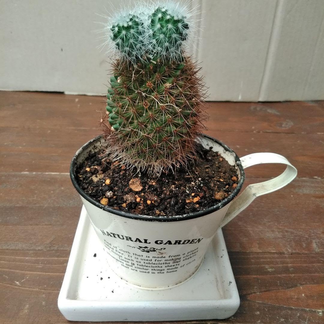 球状サボテンの鉢植え