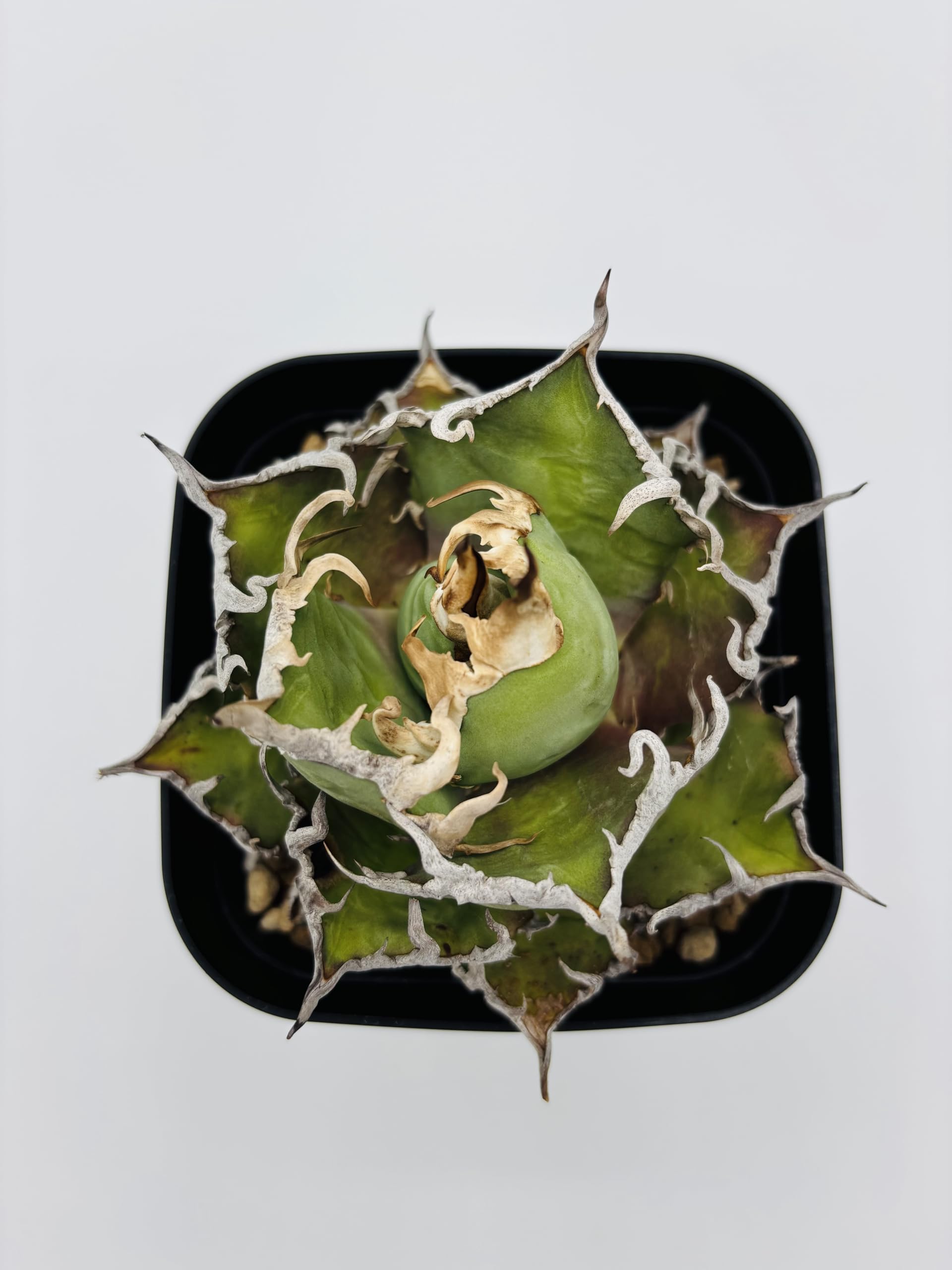Amazon｜アガベ チタノタ 凱撒(シーザー)/ Agave titanota 'Caesar