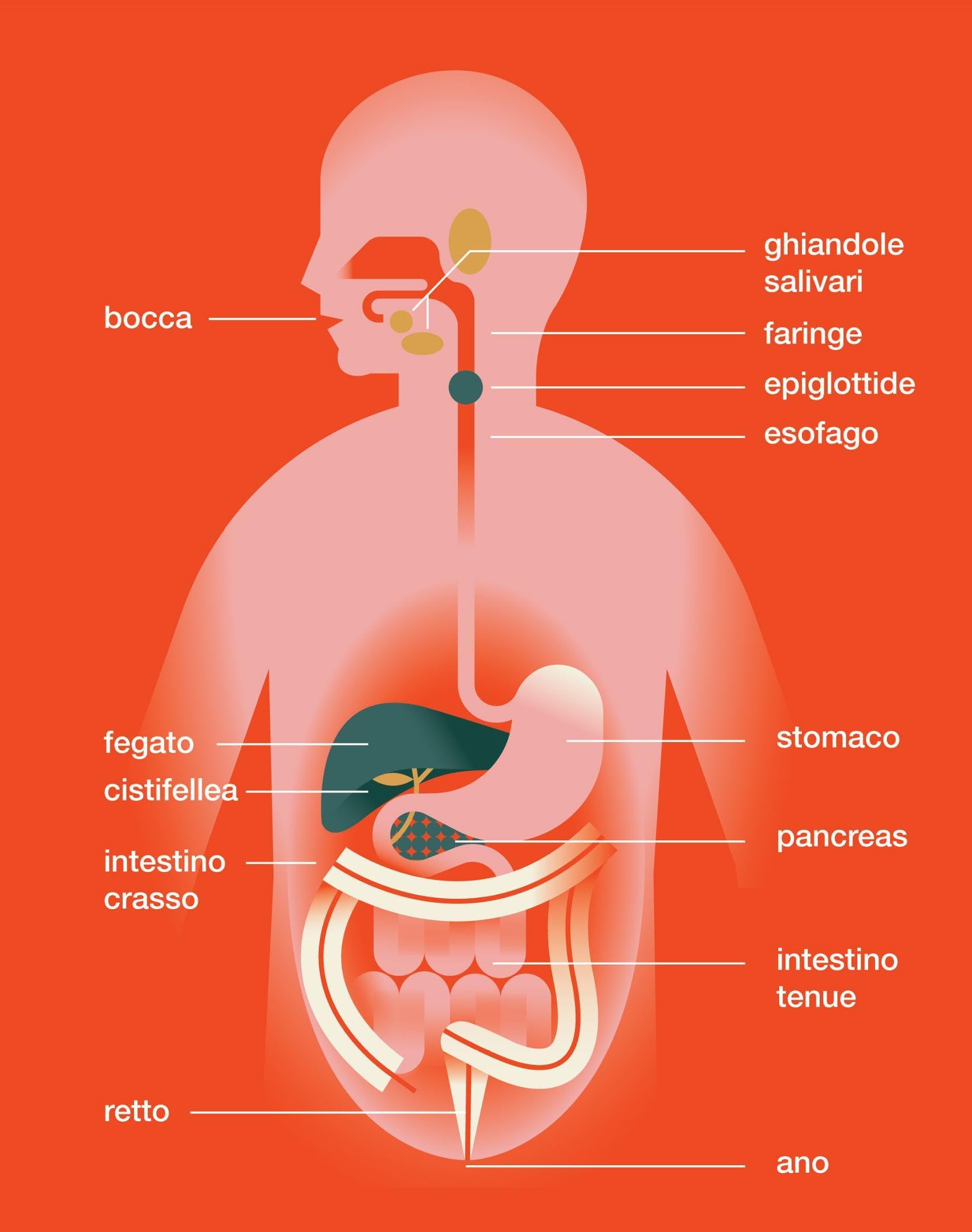 Il corpo è umano. L'anatomia spiegata alle bambine e ai bambini. Ediz. a colori