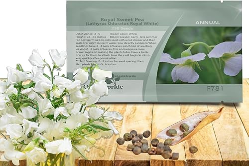 Outsidepride Fragant Annual Lathyrus Odoratus Sweet Peas Royal White Climbing Treing Vining Trailing Cut Flowers - 250 semillas Outsidepride Fragant Annual Lathyrus Odoratus Sweet Peas Royal White Climbing Treing Vining Trailing Cut Flowers - 250 semillas