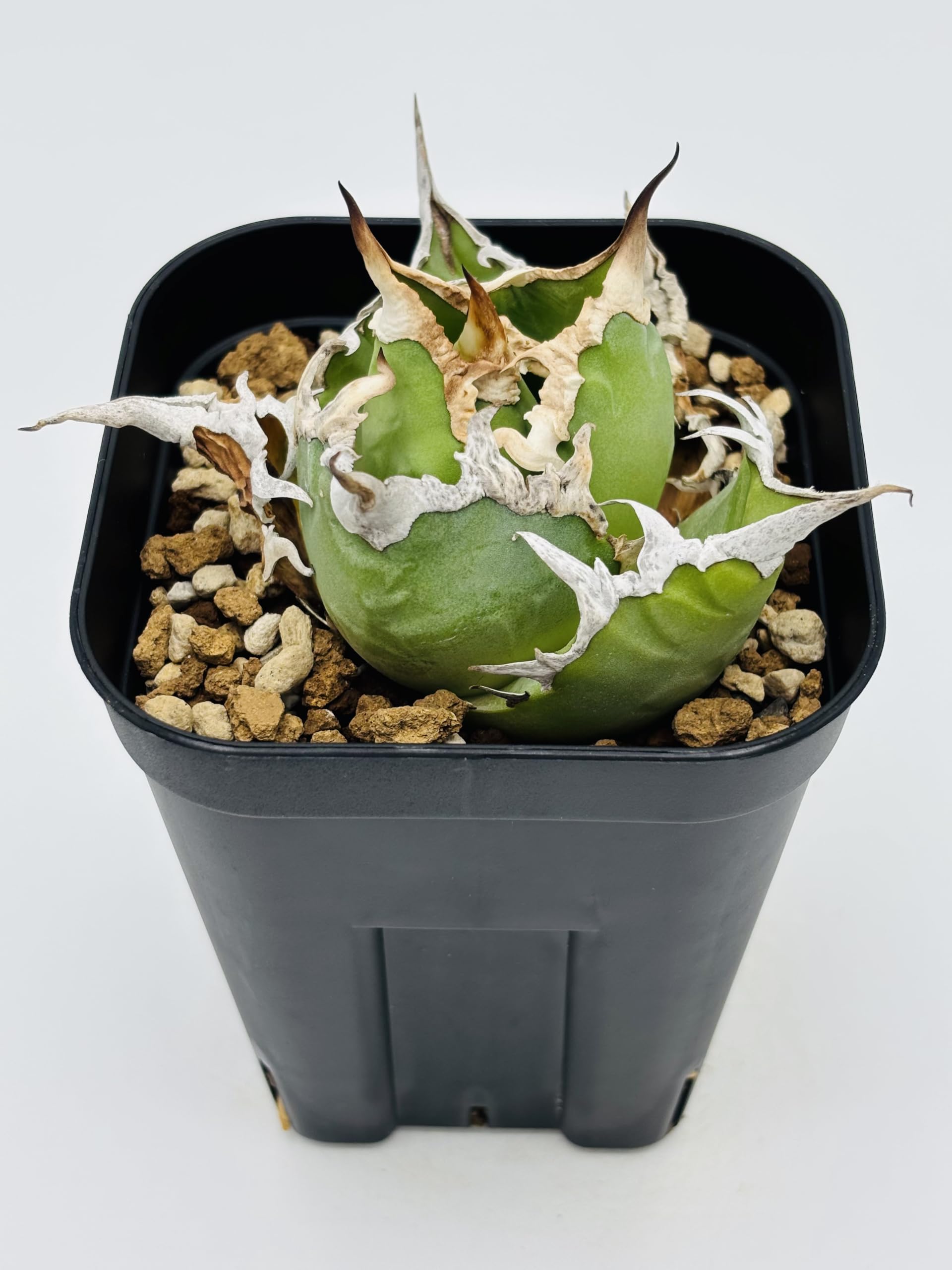 Amazon｜アガベ チタノタ 凱撒(シーザー)/ Agave titanota 'Caesar
