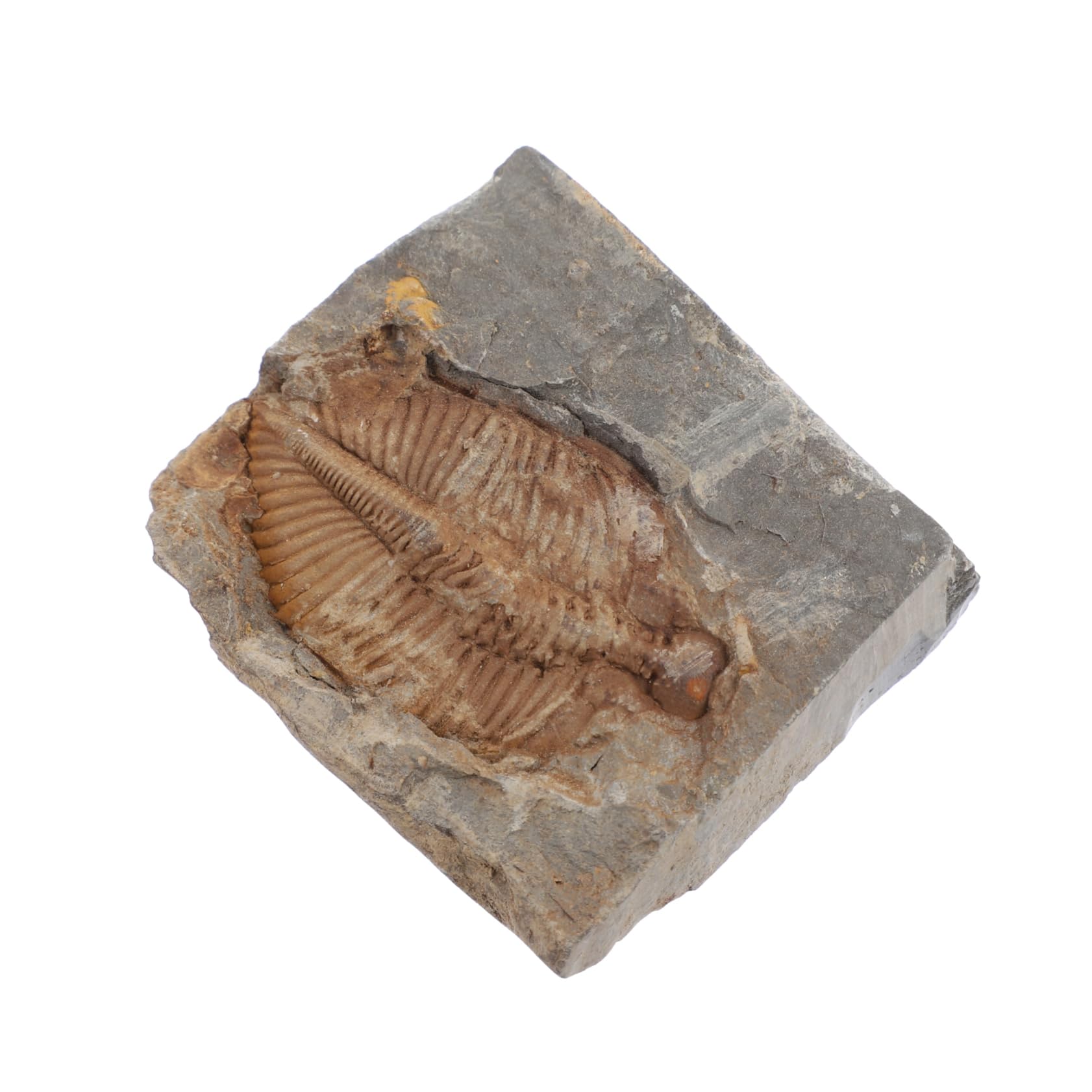 OUNONA Trilobite Specimen Sculpture Decor Marine Real Trilobite Decorative Trilobite Artificial Trilobite Model Trilobite Skeleton Statue Trilobite Figurine Education Adornment