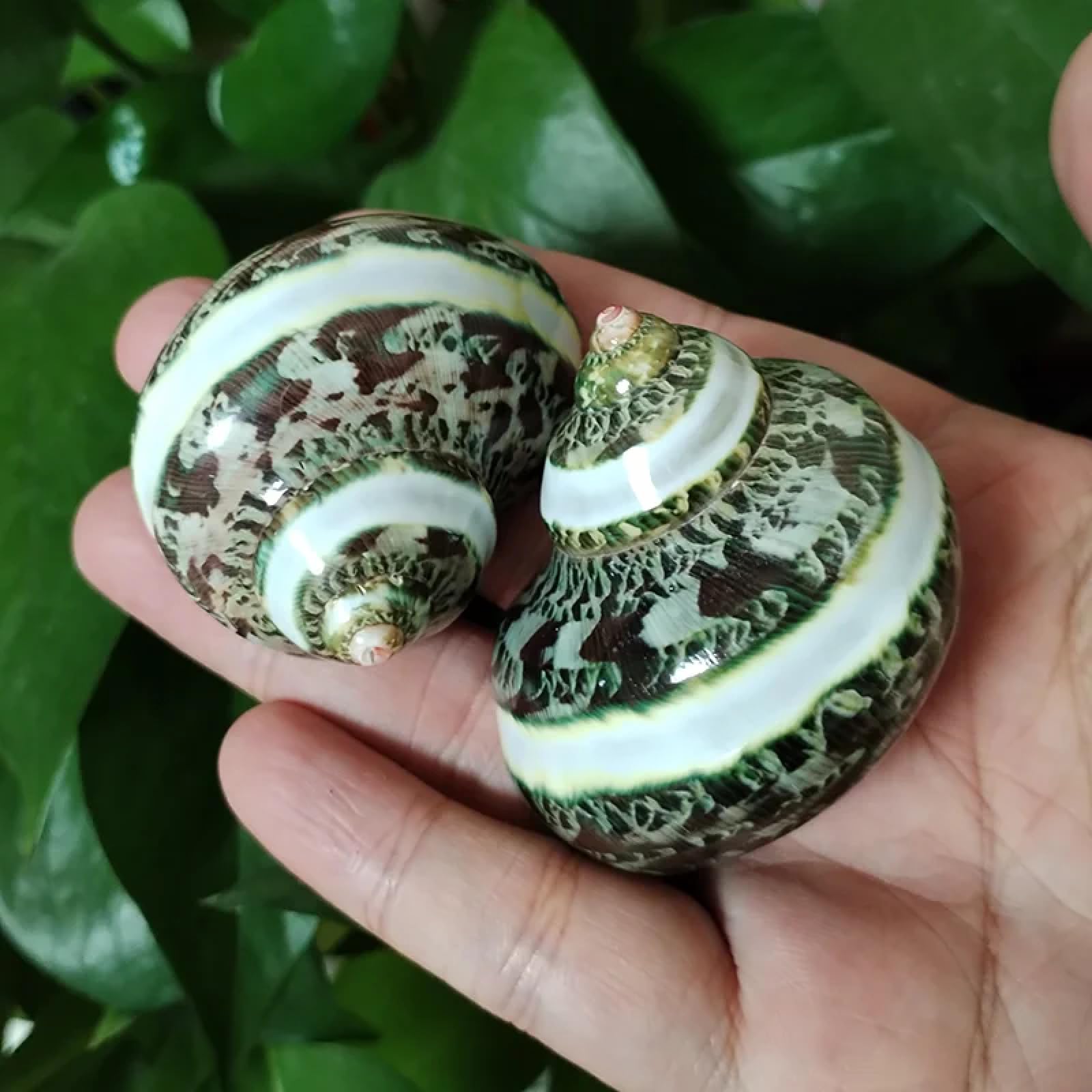 Conchiglie per decorazione, 2 pezzi, 3-5 cm, turbo con fasce di perle, conchiglie di granchio eremita naturale, arazzo, a fascia verde, per feste a tema spiaggia, matrimoni