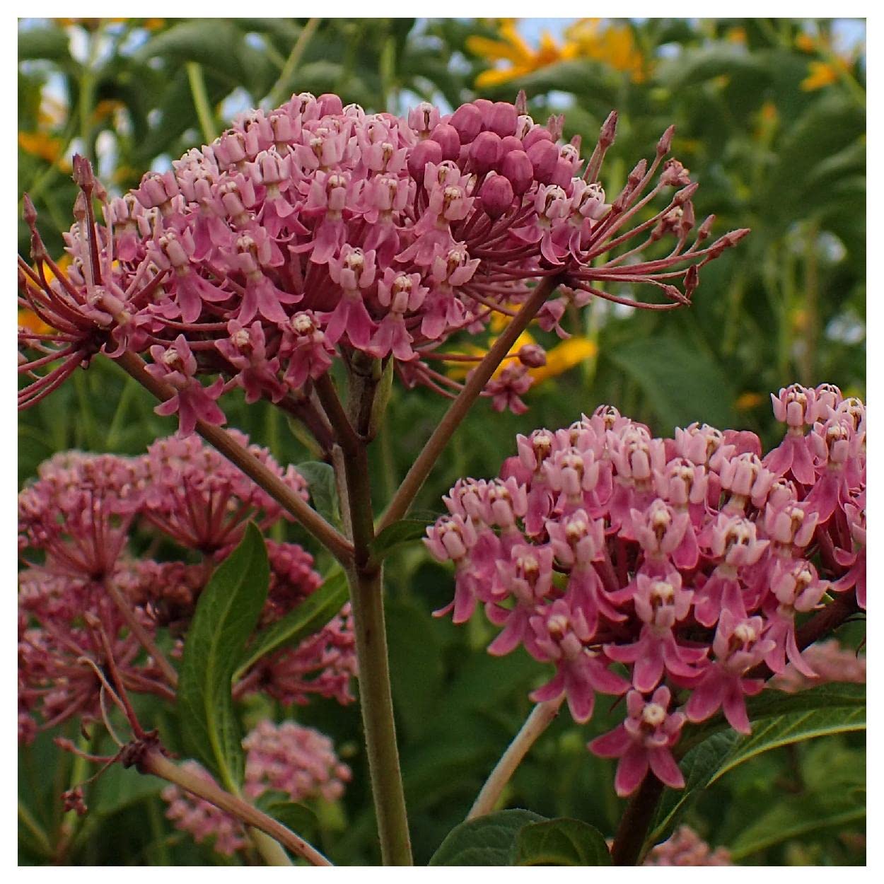 Everwilde Farms Swamp Milkweed Seeds