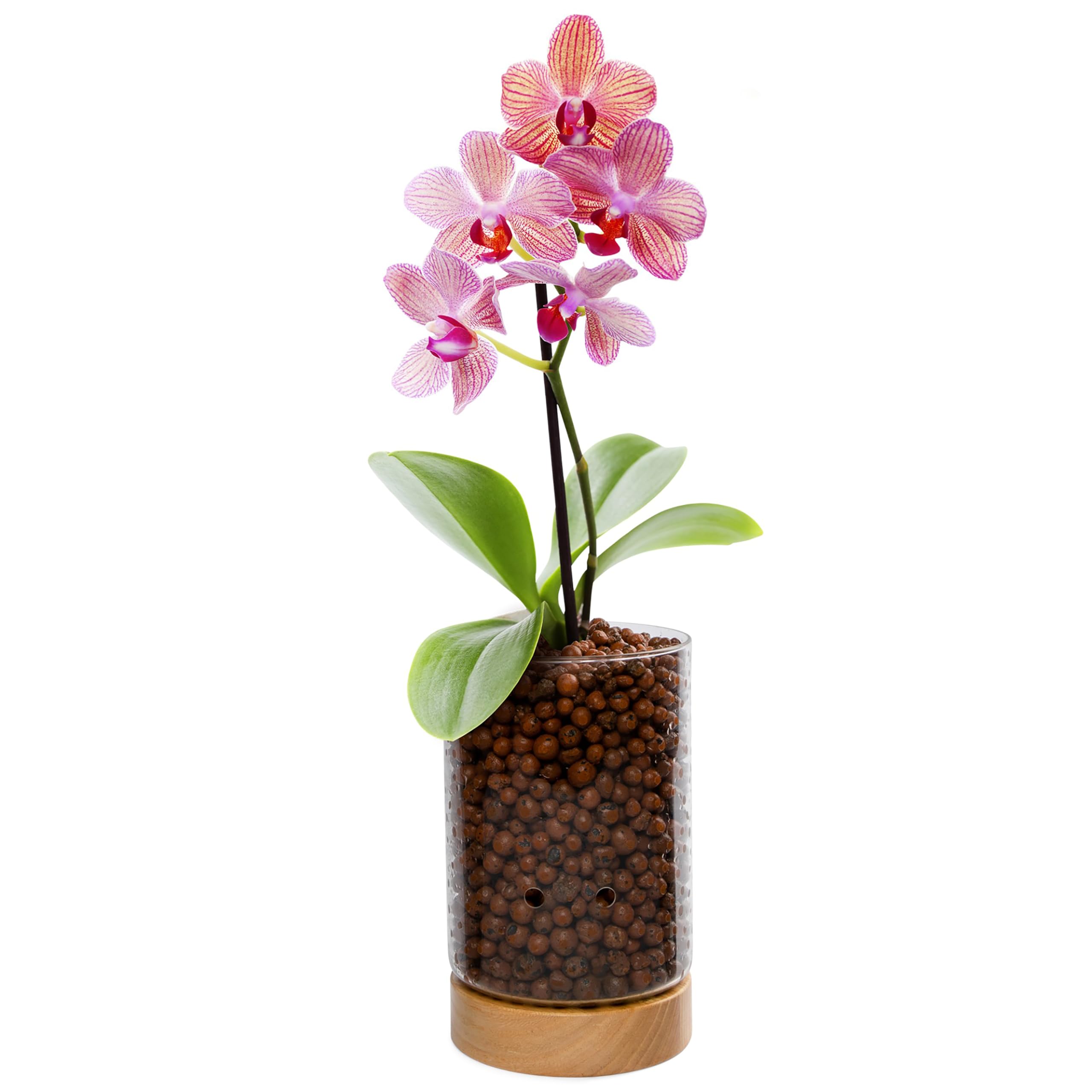 Pot & Pebble - Maceta de vidrio C1 con base de madera - Maceta de vidrio para interiores con agujeros de control de nivel de agua - Cultiva plantas en guijarros de arcilla LECA/medios similares