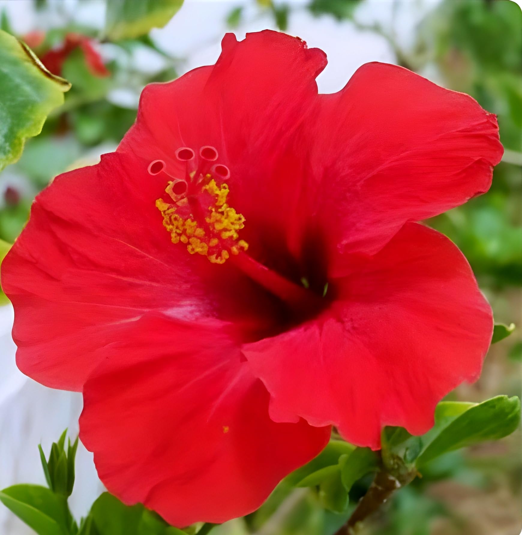Hidden Enterprise Most Beautiful 1 Helthy Double Petel Red Hibiscus FlowerPlant Tree For Wonderful Home Garden Outdoor & Indoor Flower Plant. (B0D33L3QQ3) Amazon Price History, Amazon Price Tracker