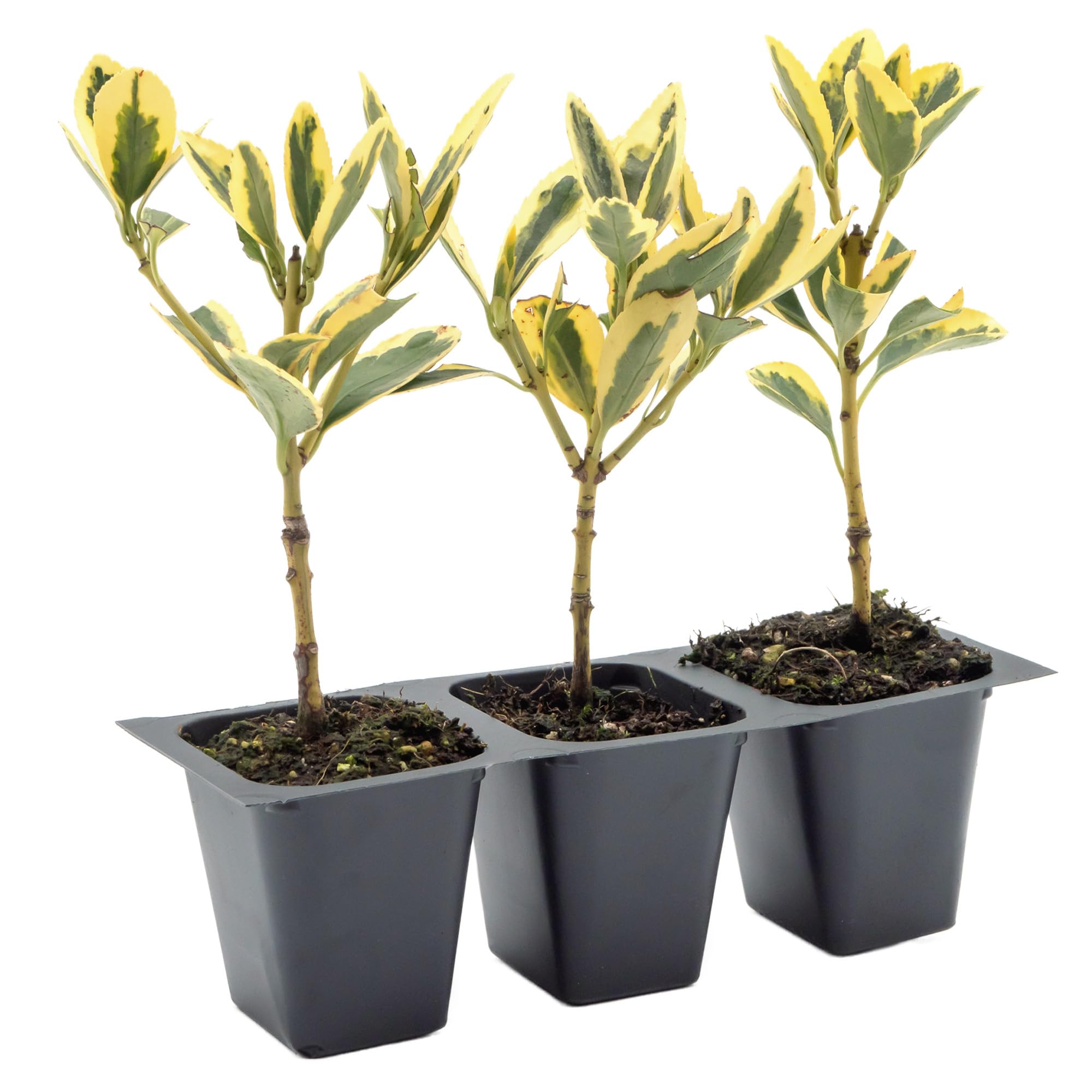3 Silver King Euonymus