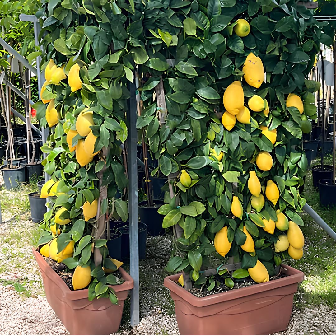 Limonero Lunario 4 Estaciones en Espaldera – Citrus Limon – Altura 130 cm – Maceta 60 cm