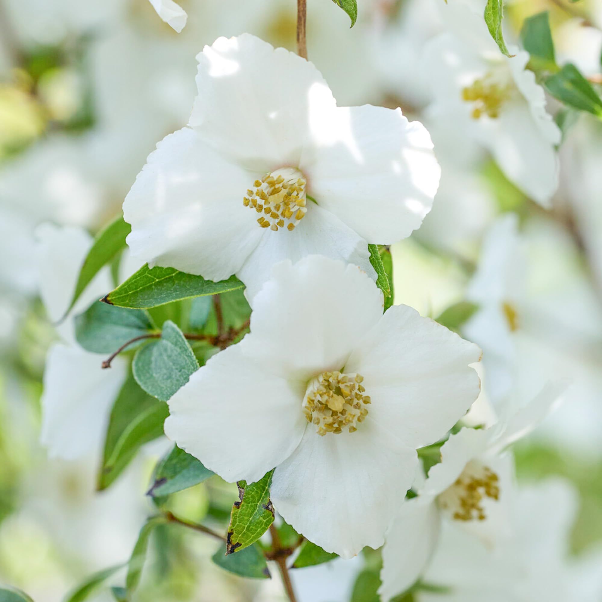 Philadelphus Petite Perfume White - Summer Flowering Hardy Shrubs for Garden Pots, Beds, and Borders - Compact Deciduous Mock Orange Plants Outdoor Garden Ready with Highly Fragrant Flowers (15-30cm)