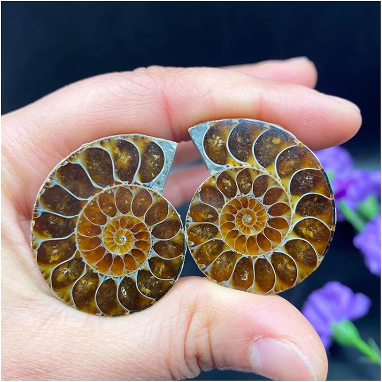 Chrysocolla Fossil - Natural Ammonite Pair Fossil Stone Specimen - for Science Teaching Specimens Decorative Ornaments,Natural,4cm,Natural-4cm