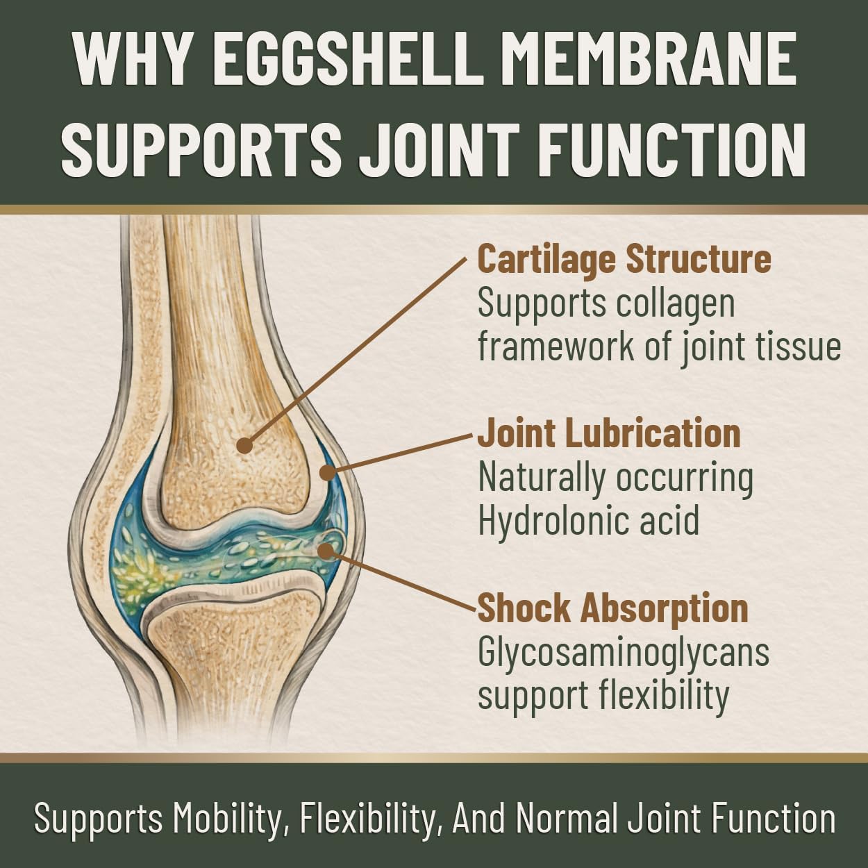 Eggshell Membrane Collagen for Horses – Natural Joint Supplement for Mobility, Cartilage, Tendons & Ligaments – Supports Flexibility – Pure Eggshell Membrane – Made in USA – 5.5 oz