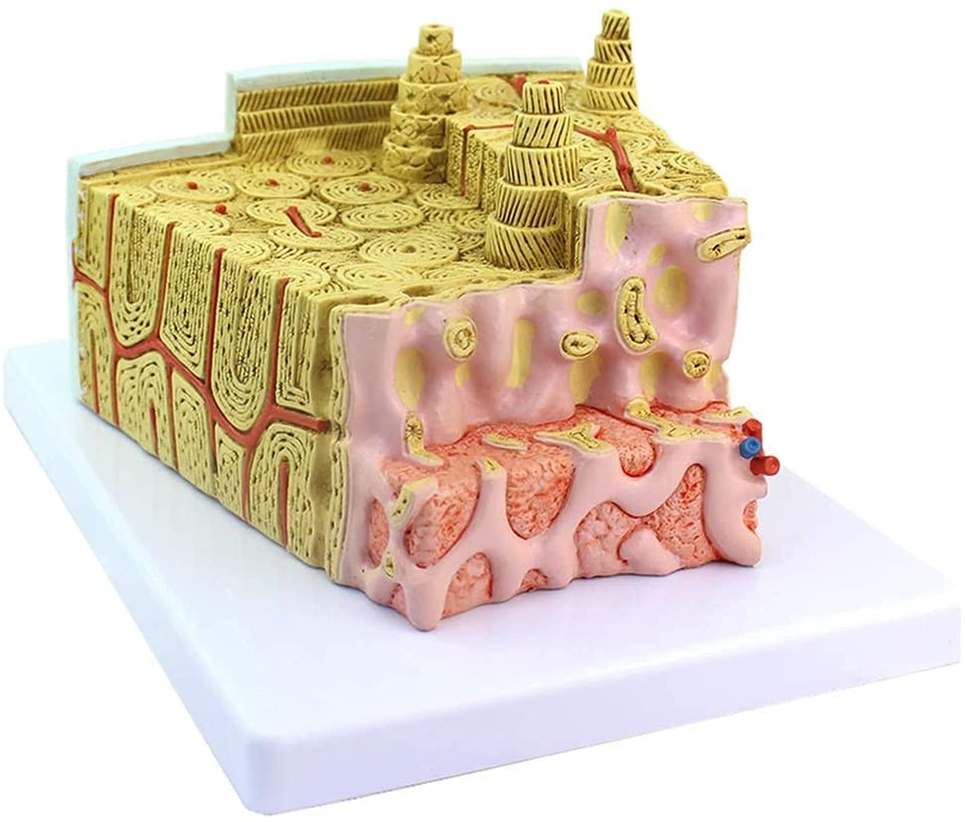 Model Struktury Kości - Mikroskopowy System Ćwiczeń Anatomicznych Ortopedyka Kliniczna Pomoc Medyczna, Modele Medyczne I Materiały Edukacyjne Do Demonstracji Medycznej