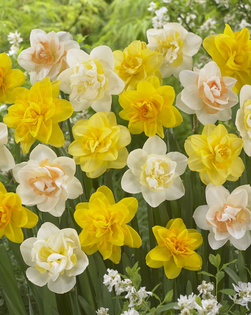 Bloomsz Double Daffodil Mix