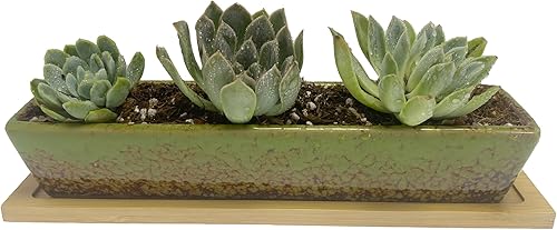 Macetero para suculentas, macetas rectangulares de cerámica para suculentas, mini contenedores de flores con platillos de bambú para oficina,