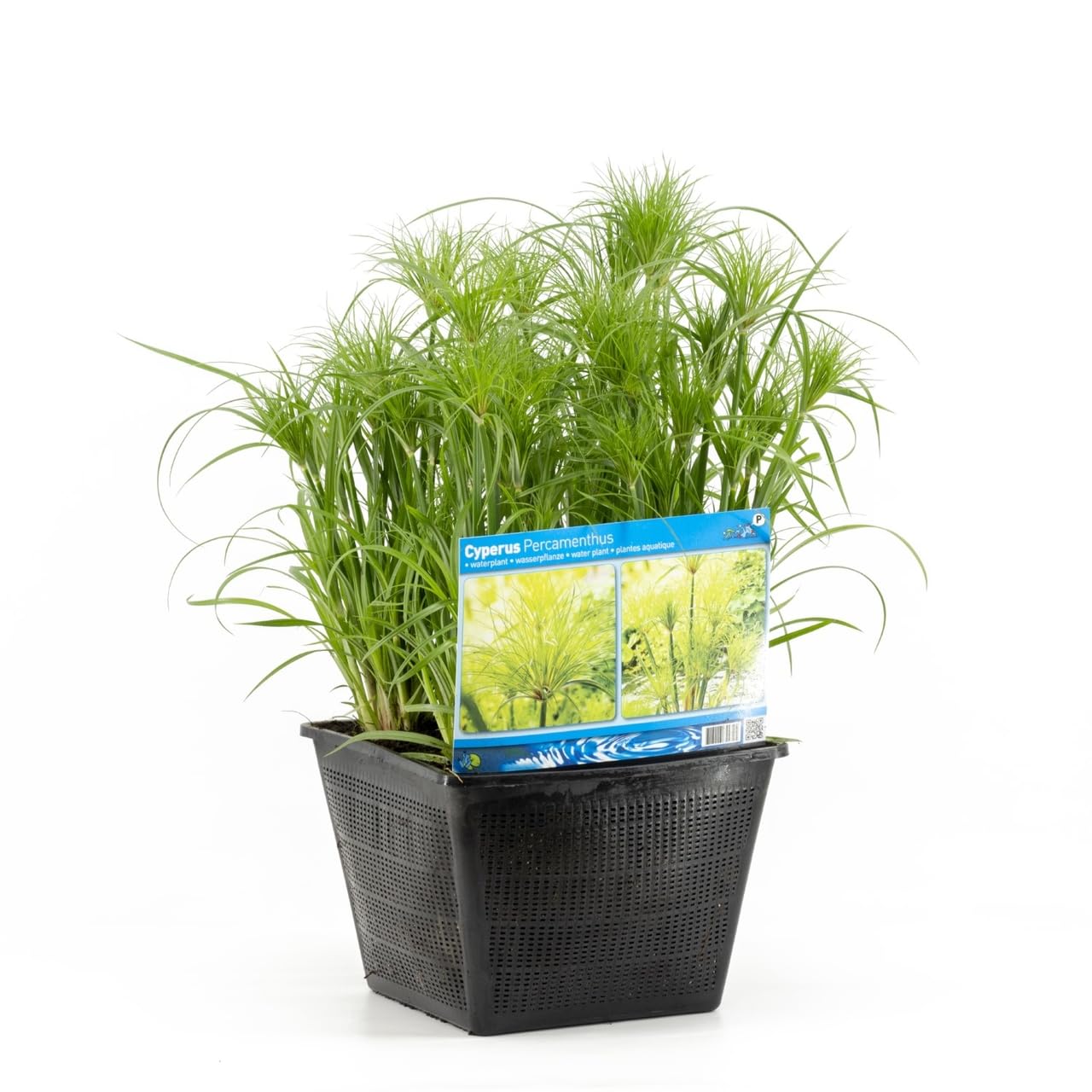 Papiro Egipcio Natural la Joya de tu Estanque - Planta Acuática de Lujo