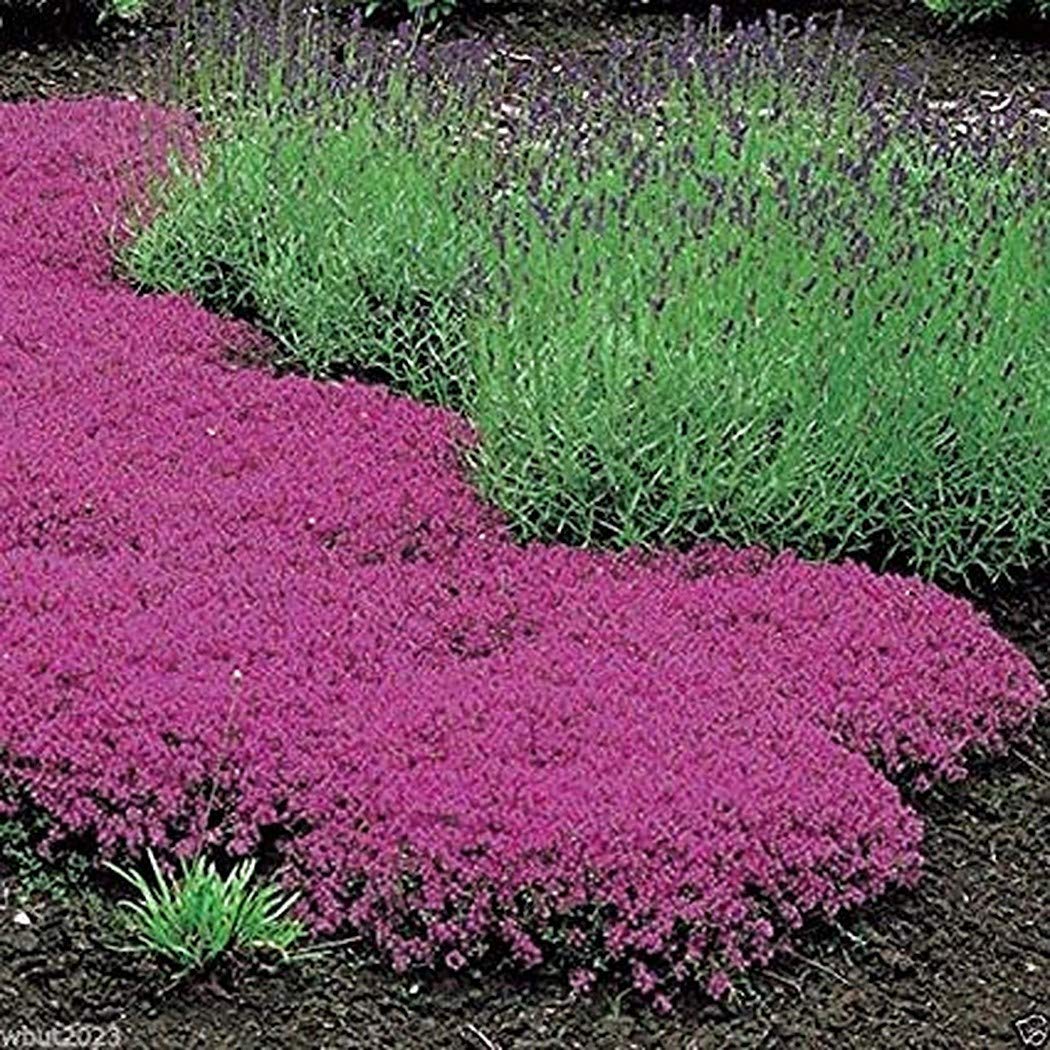 Buy Red Supply Solution Creeping Thyme 500 Seeds Scarlet Thymus