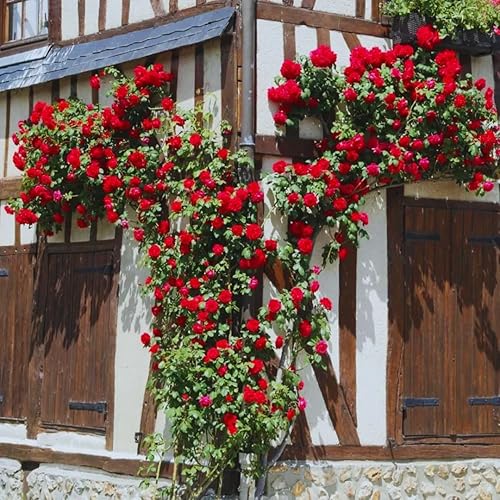 Miniatura 7 de Climber Rose Plant Live - Rosa trepadora - Viene con raíz desnuda con tierra, sin hojas, de 5 a 7 pulgadas (Don Juan)