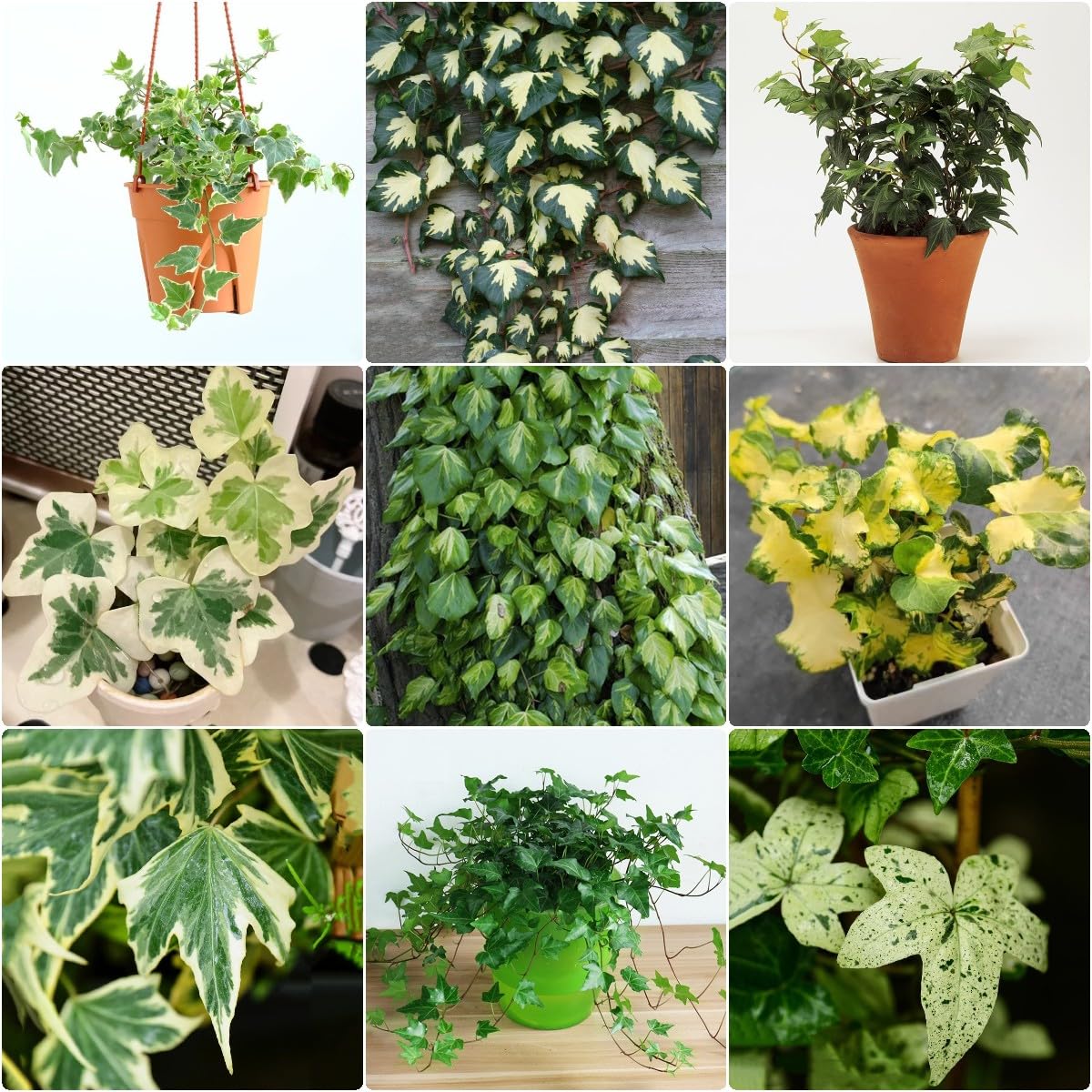Generic 100 Piezas Semillas De Hiedra Perenne, Enredaderas De Hiedra, Enredaderas De Hiedra Pared Verde, Plantas Deco Vid (Hedera Nepalensis) Plantas De Jardín, Plantas Decorativas