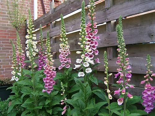 Miniatura 4 de Semillas Dedalera Mezcla Púrpura Flores Perennes