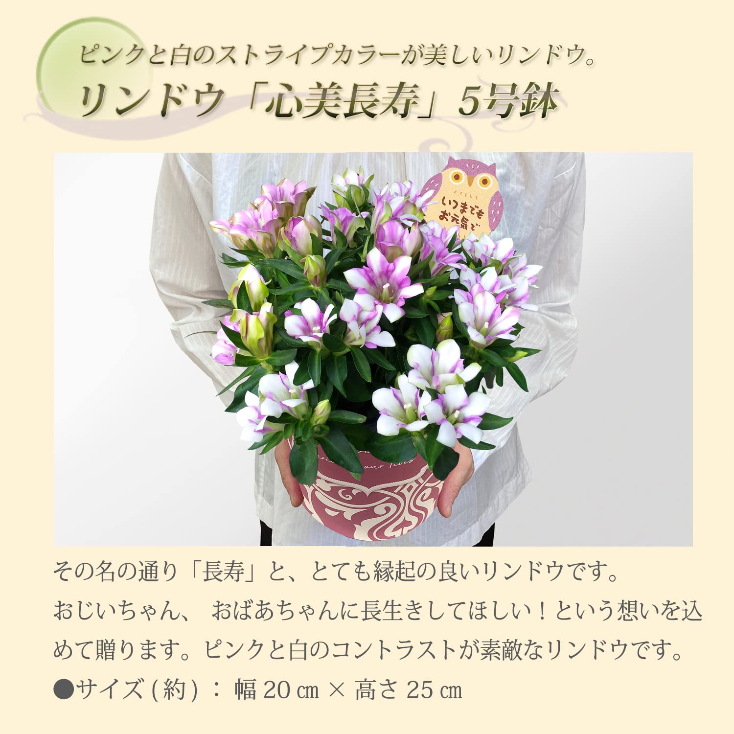 Amazon.co.jp: 花のギフト社 りんどう鉢植え 心美 長寿 植花 リンドウ